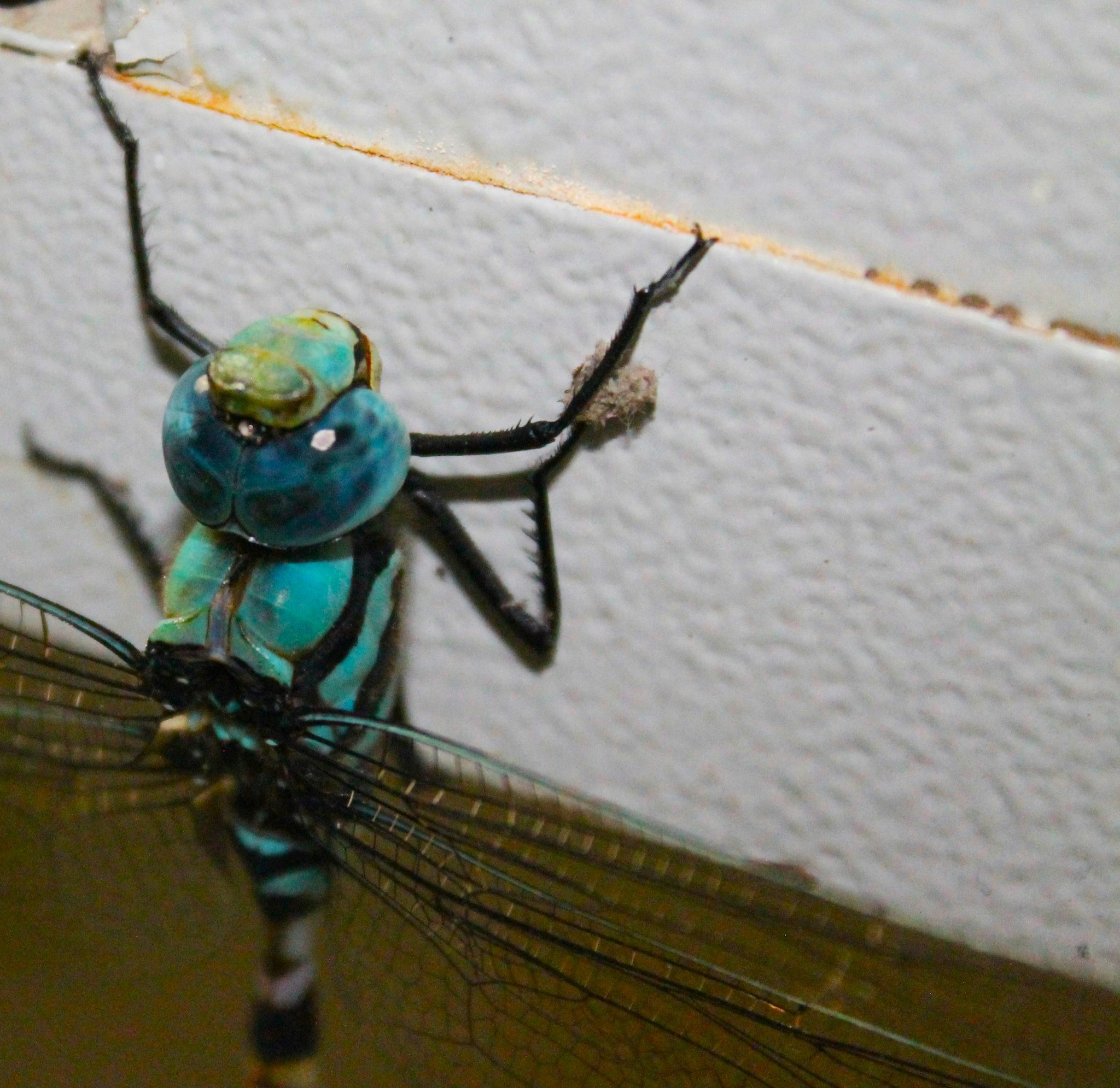 Dragonfly closeup