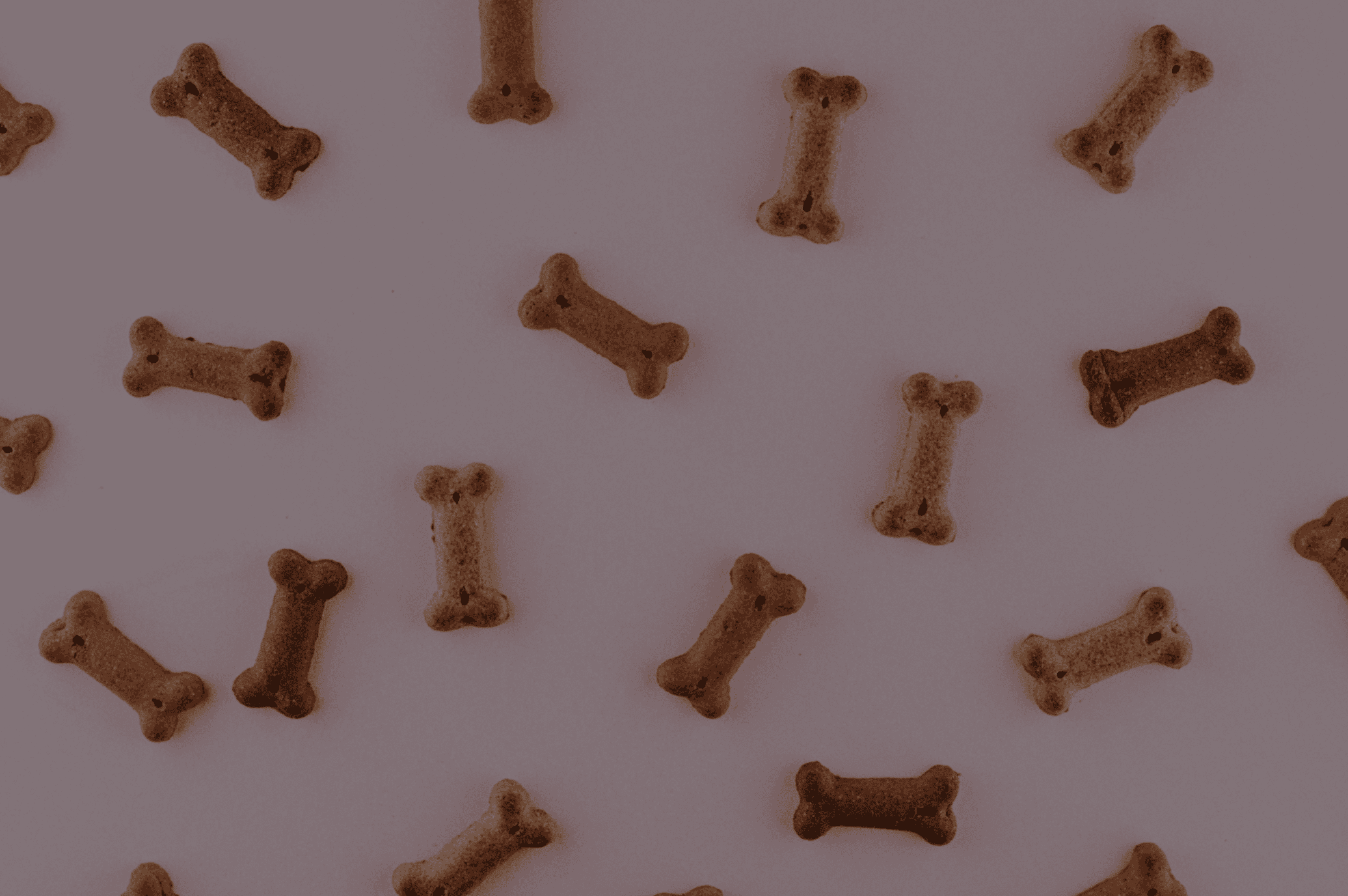 multicolored dog bone toys