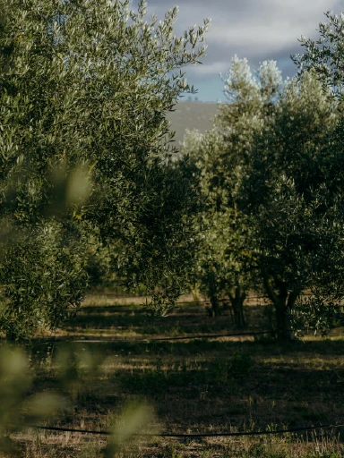 A hotel bed with pillows and ambient lighting.