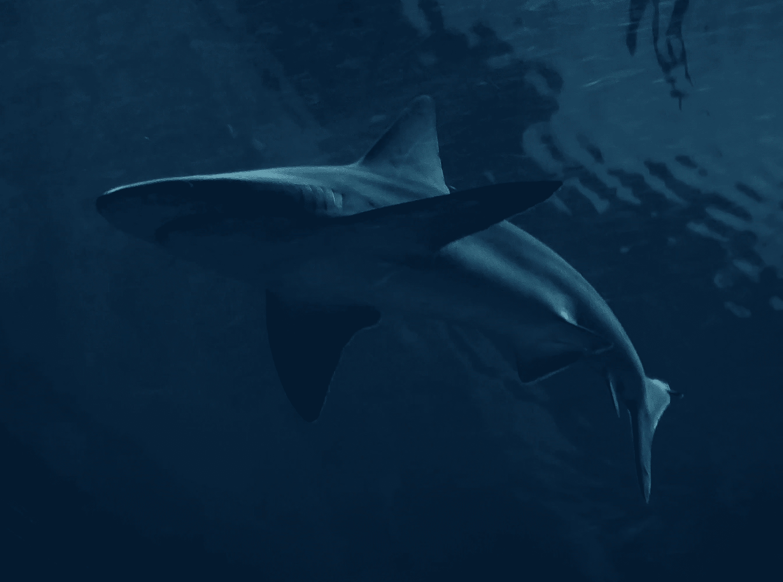 Swin with the Shark