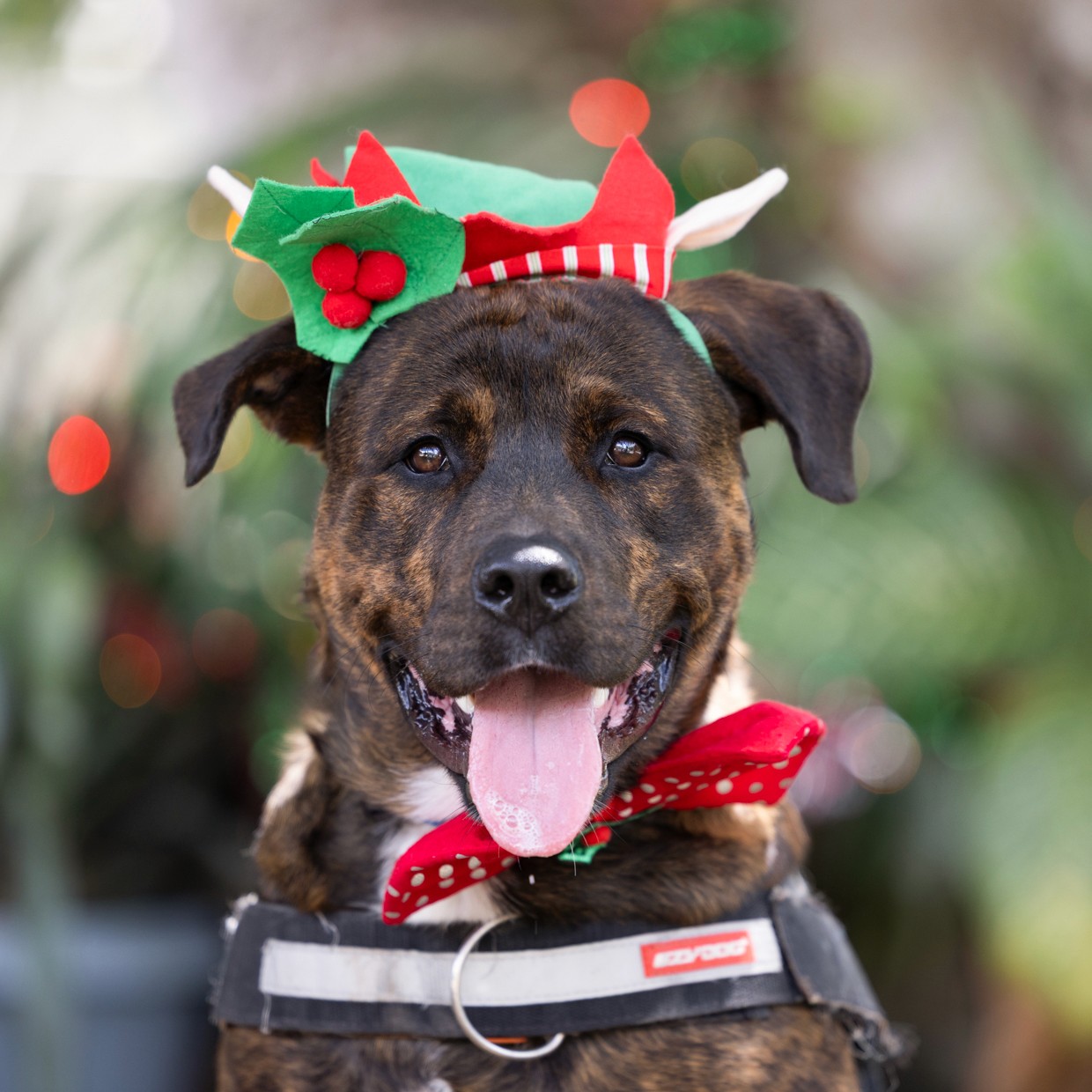 Headshot of brindle mastiff in Christmas hat