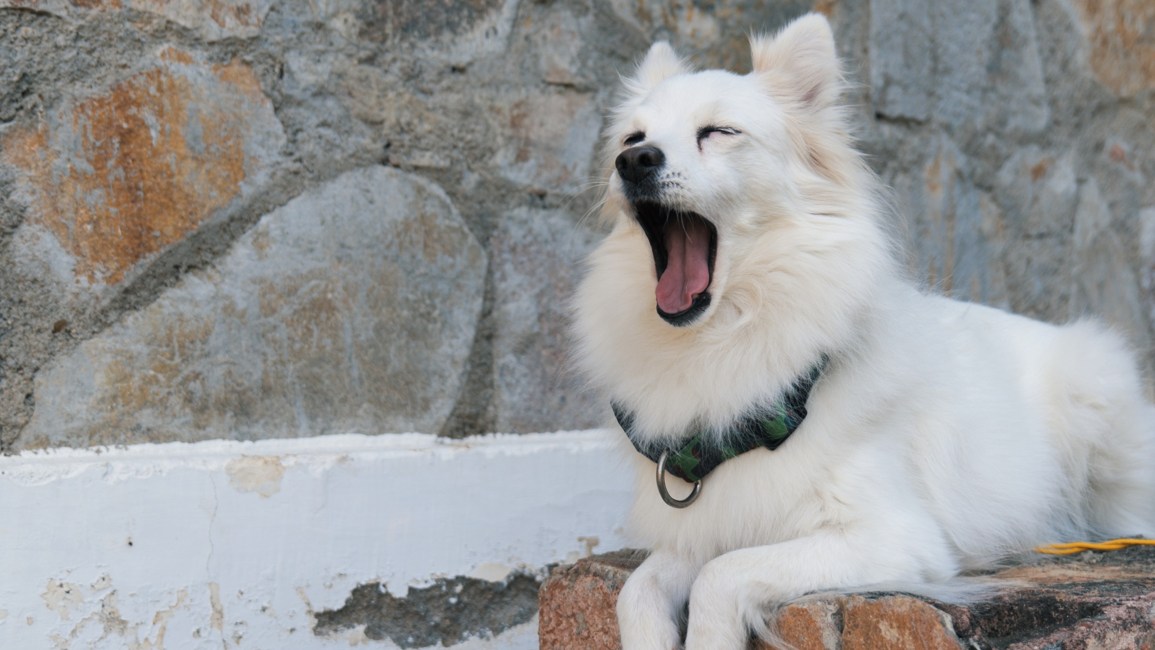 A deaf Indian Spitz dog, abandoned at 2 years old, now 9 years old, peacefully yawning while sitting on a solid surface.