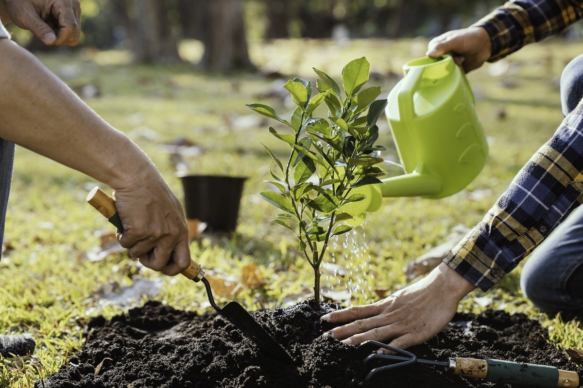 ecosend tree planting