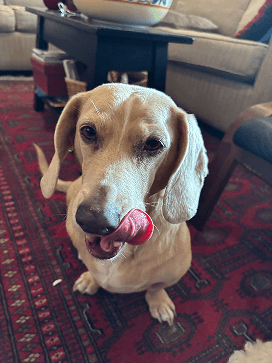 photo of Arlo, a client's dog