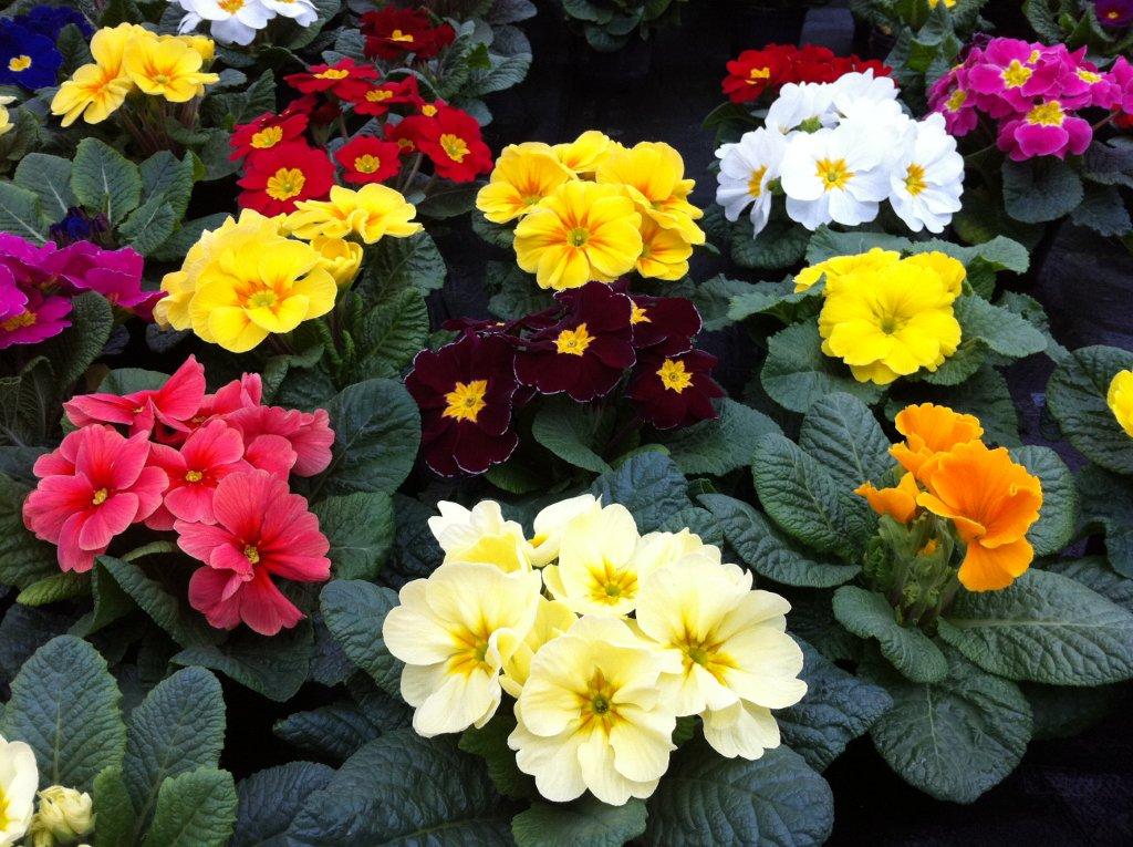 Valentinstag in Mauer 