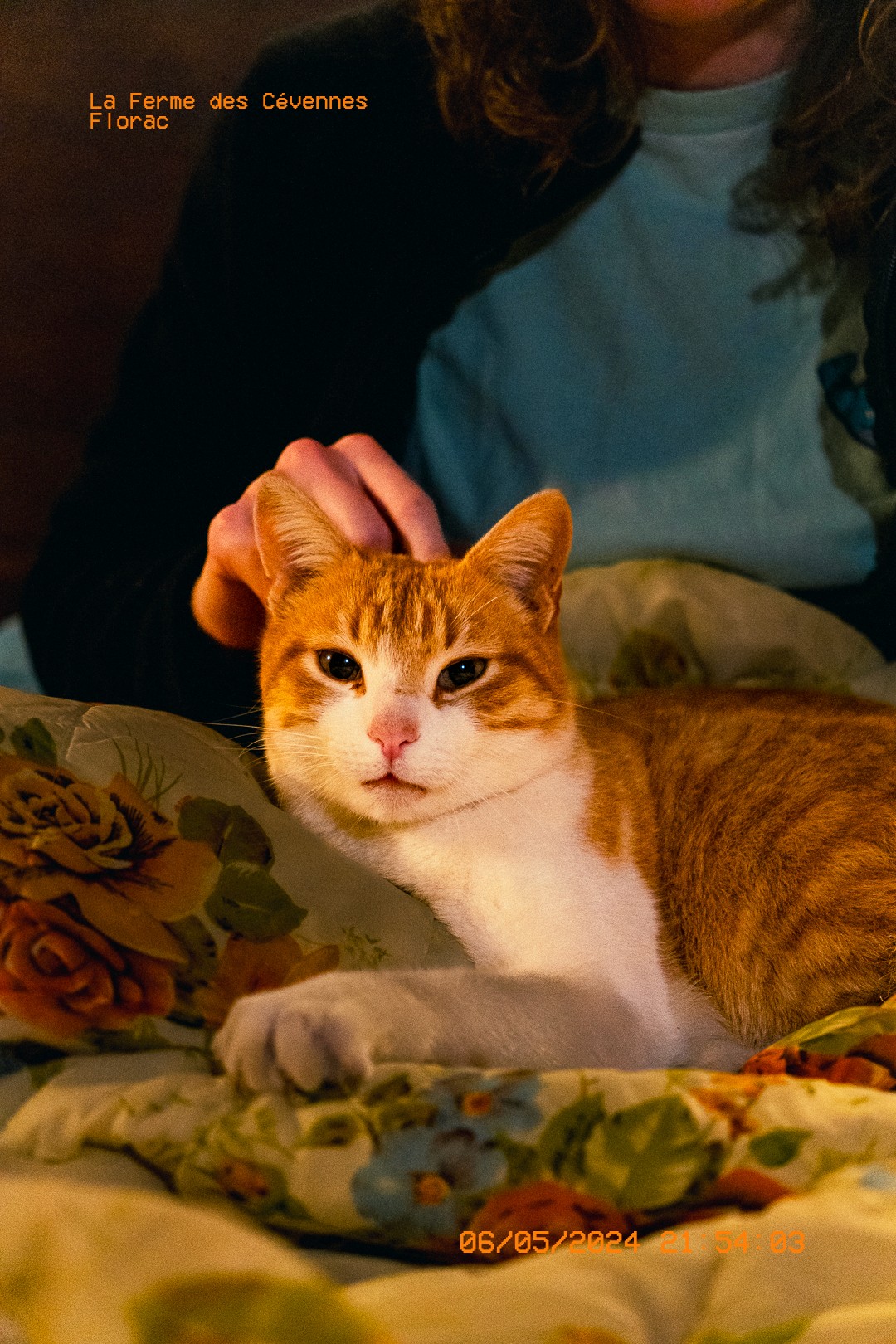 Chat roux posé sur un plaid pendant qu'on le caresse.  