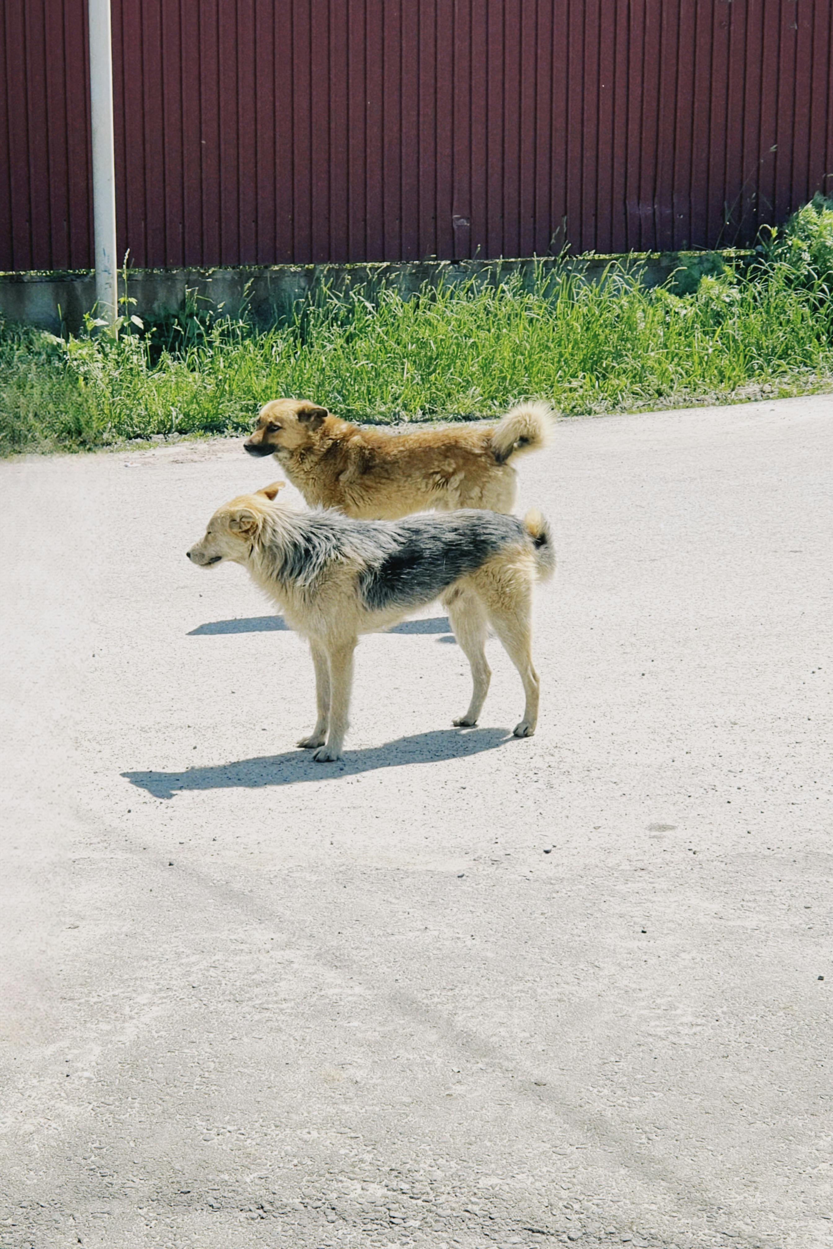 Megan Lowell training a dog outside