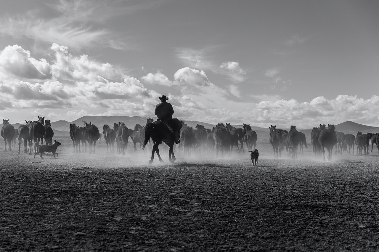 Cowboy riding a horse with dogs in the foreground and more horses in the background