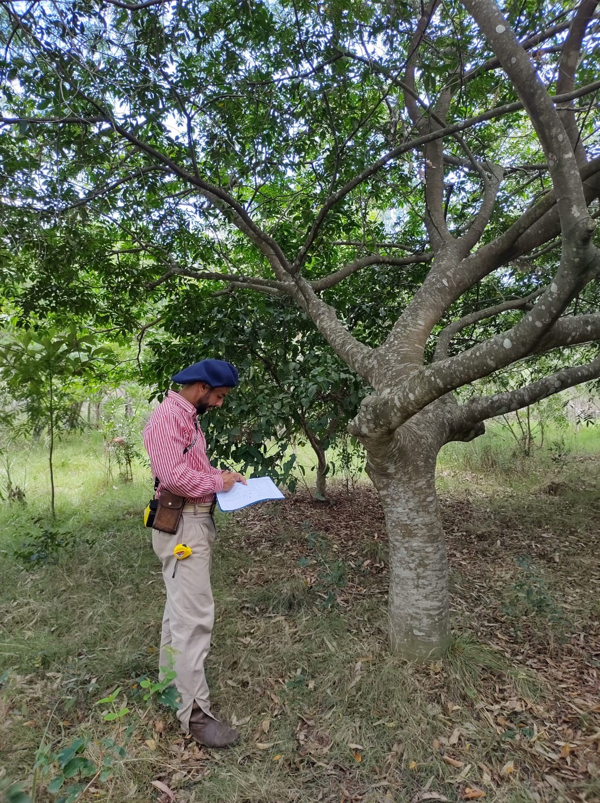 agroforestry opna