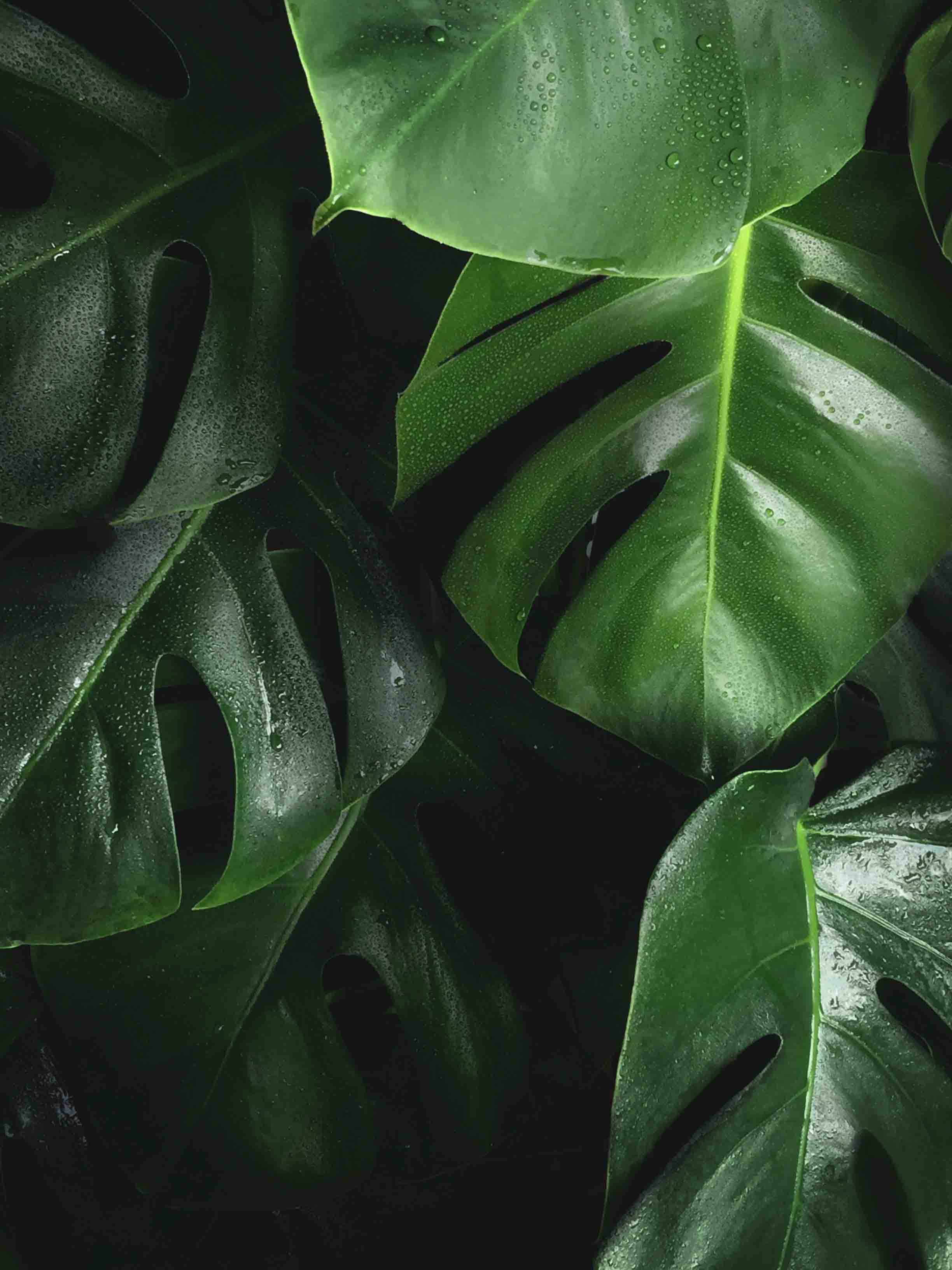 Tropical Leaves