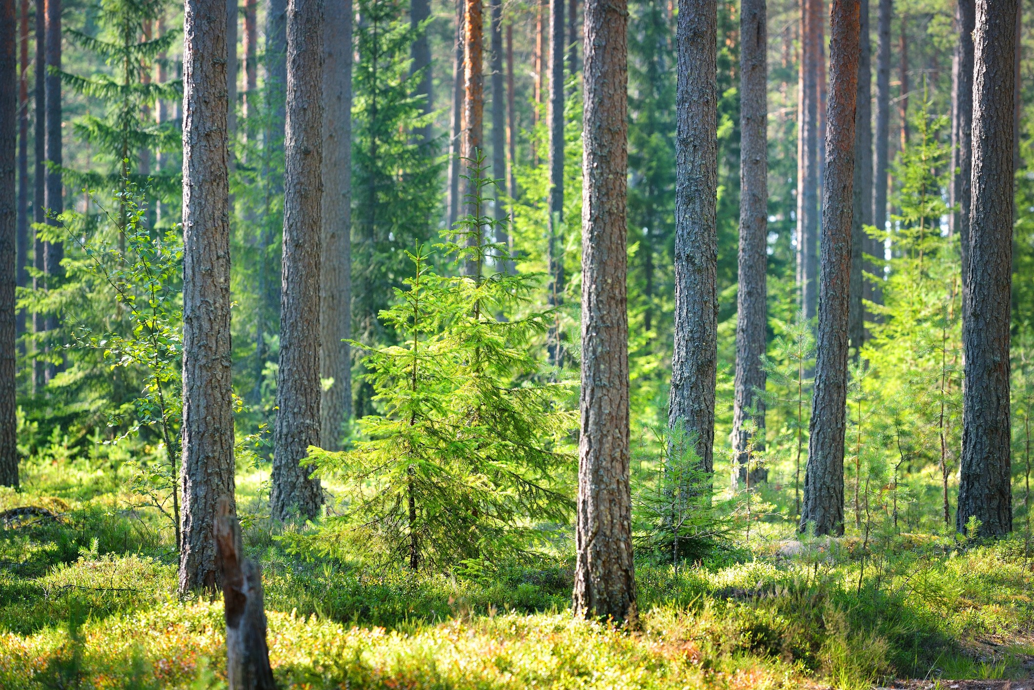 Sunlit Scandinavian forest with tall pine trees and young spruce saplings growing on a green mossy forest floor, representing sustainable forestry and renewable natural resources.