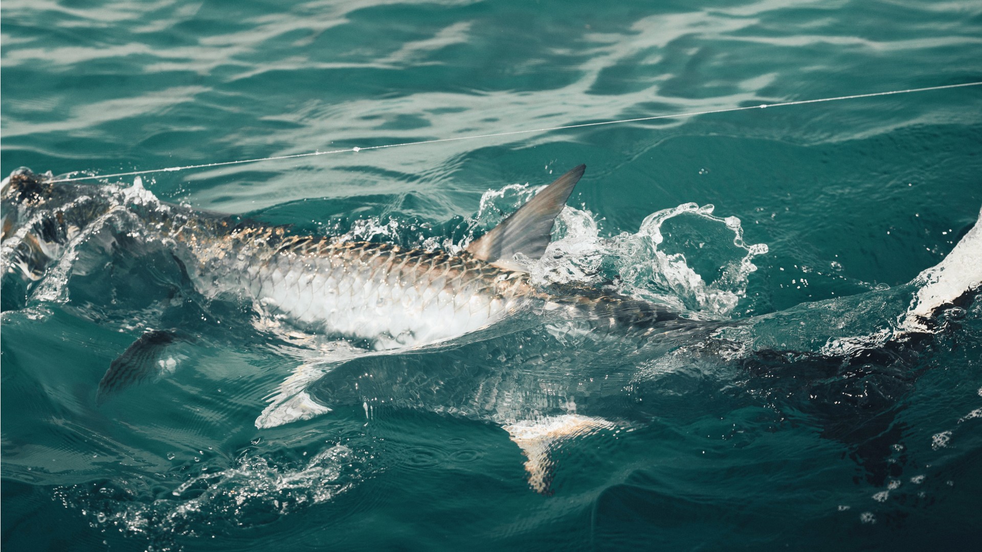 Closeup of a tarpon rolling in the surface