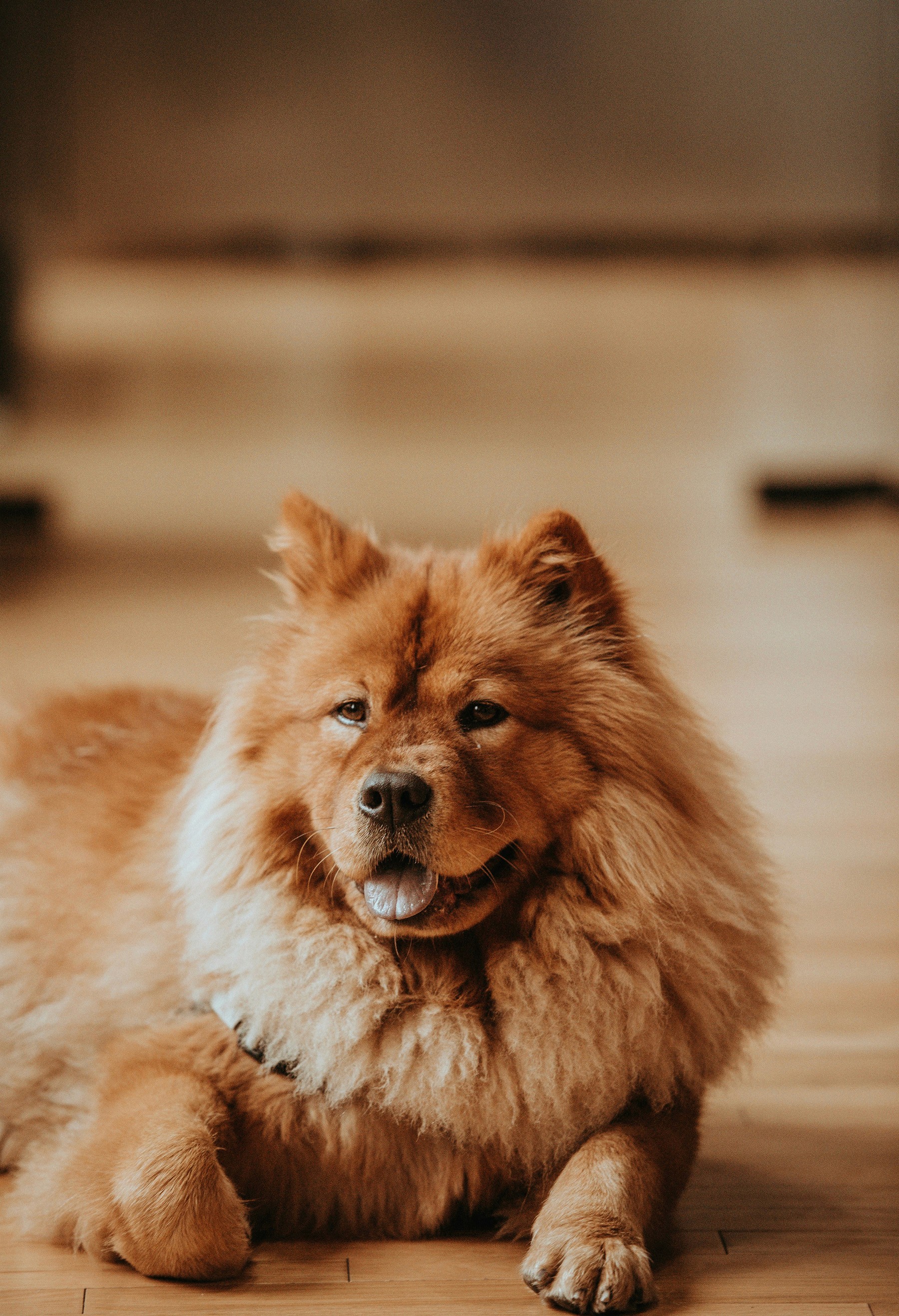 Fluffy Chow Chow dog lying on a wooden floor, smiling contentedly with its tongue out