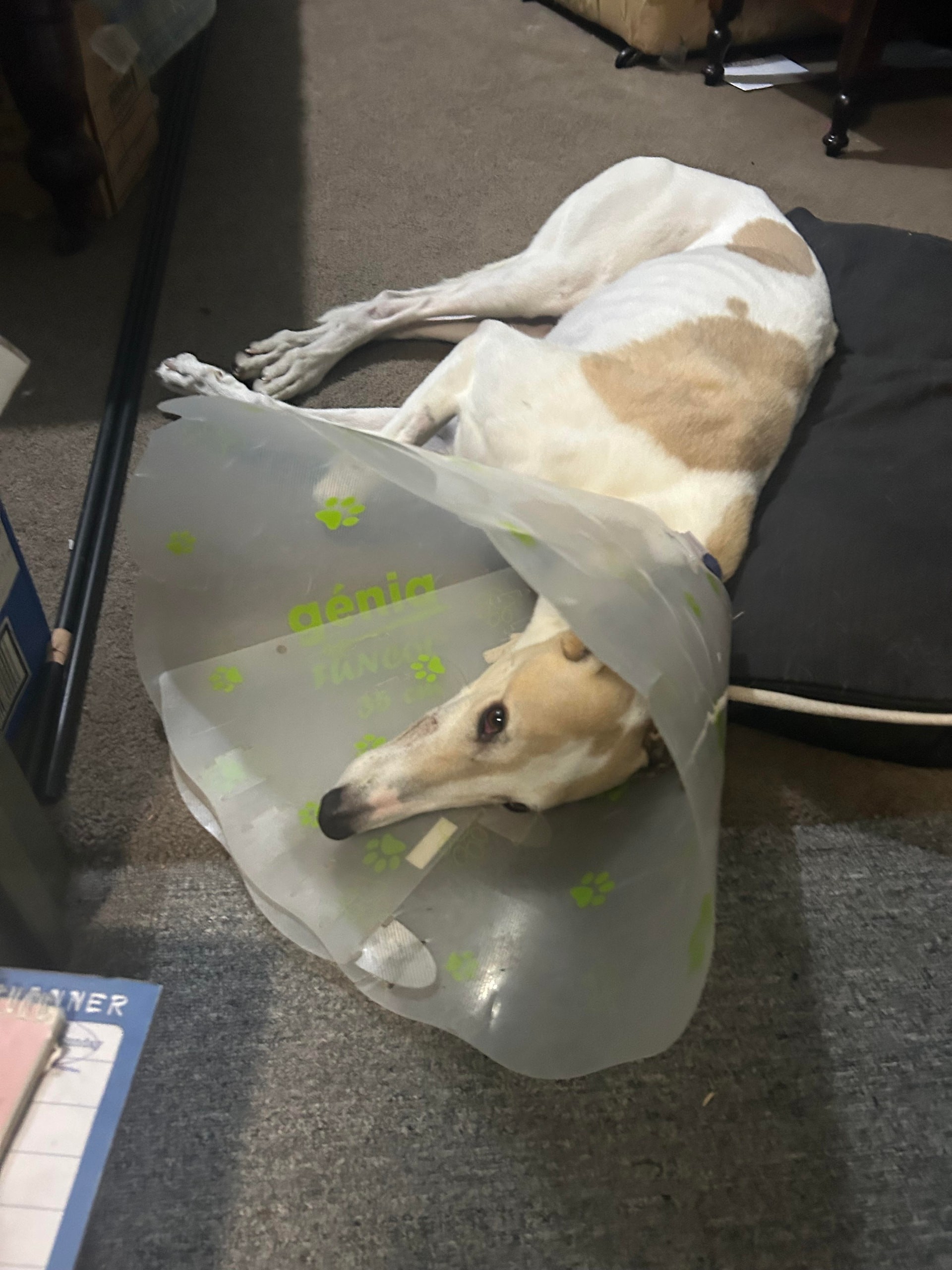 Lenny the greyhound in a recovery cone