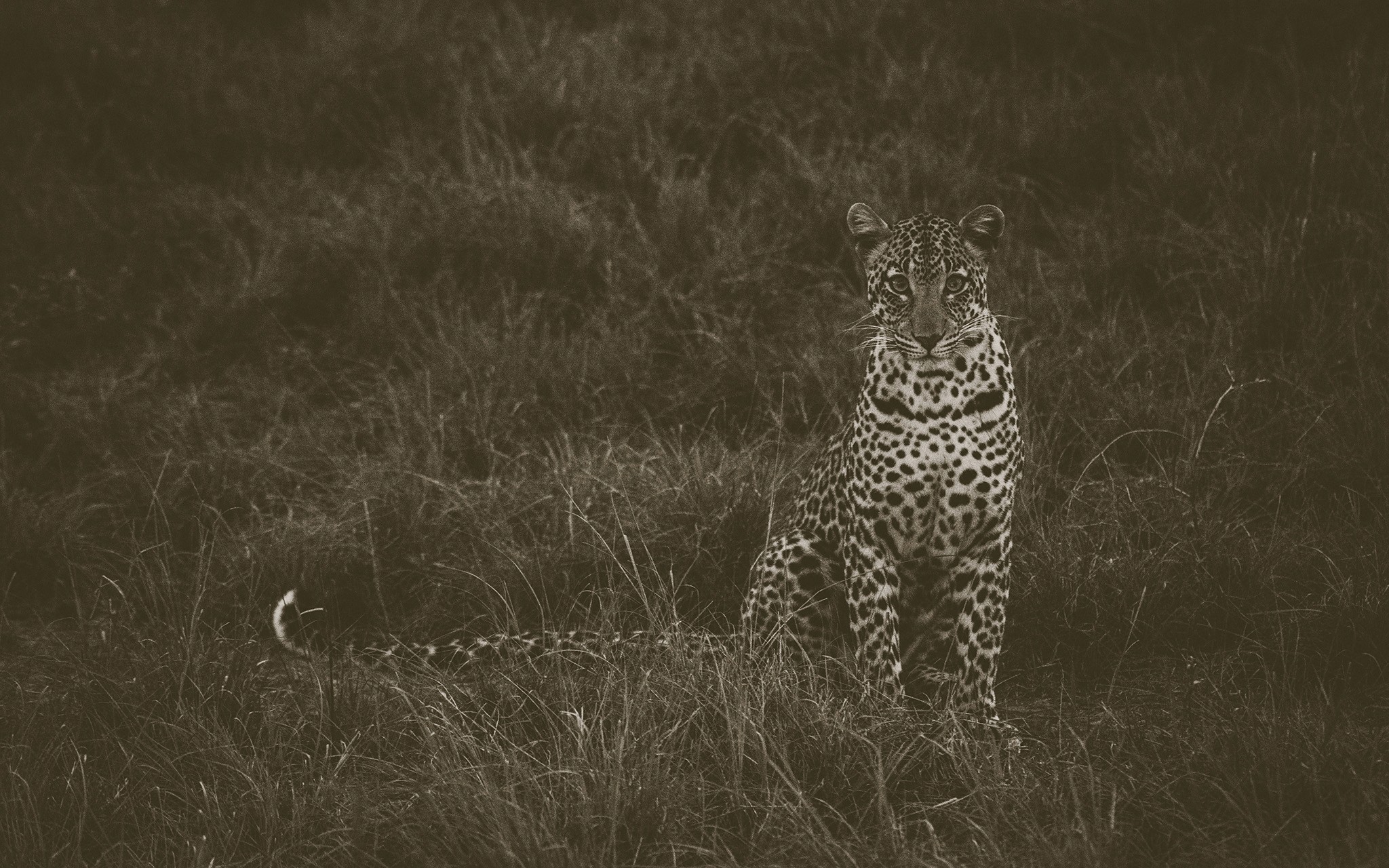 A leopard in the open plains — a night game drive sighting in Lake Mburo National Park.