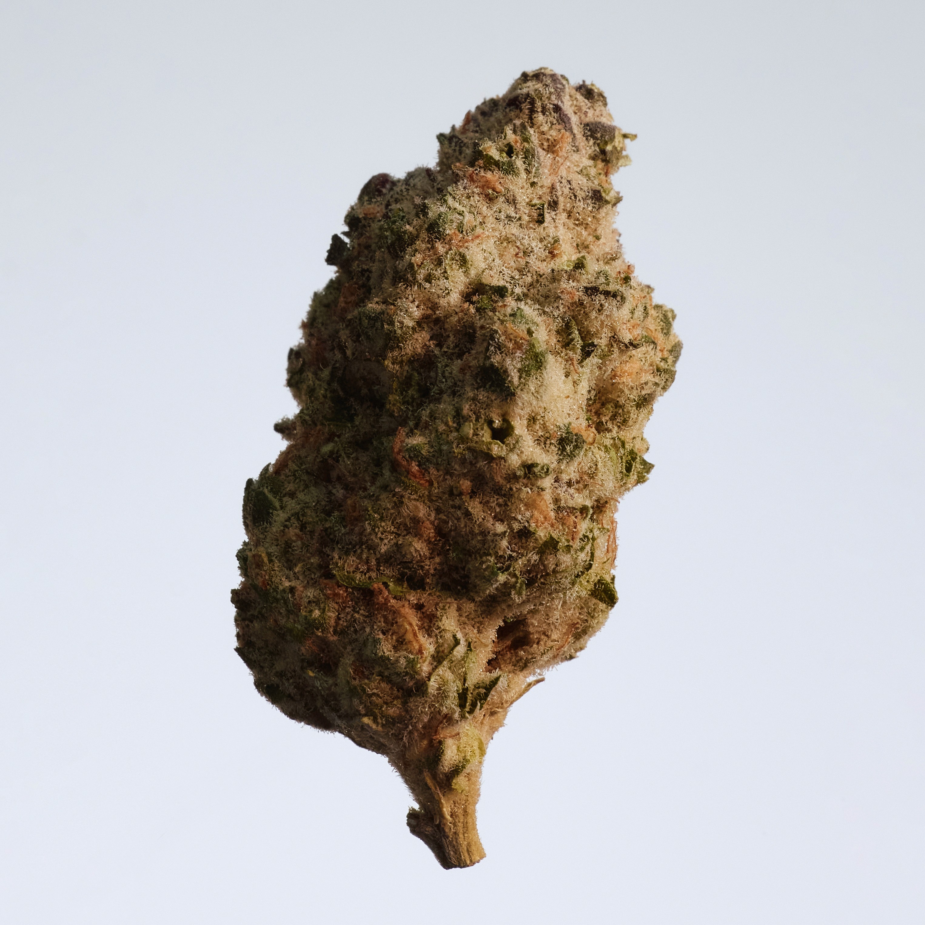 Ein Foto von einer Blüte der Sorte JetfuelGelato in sanftem Abendlicht vor neutralem Hintergrund.