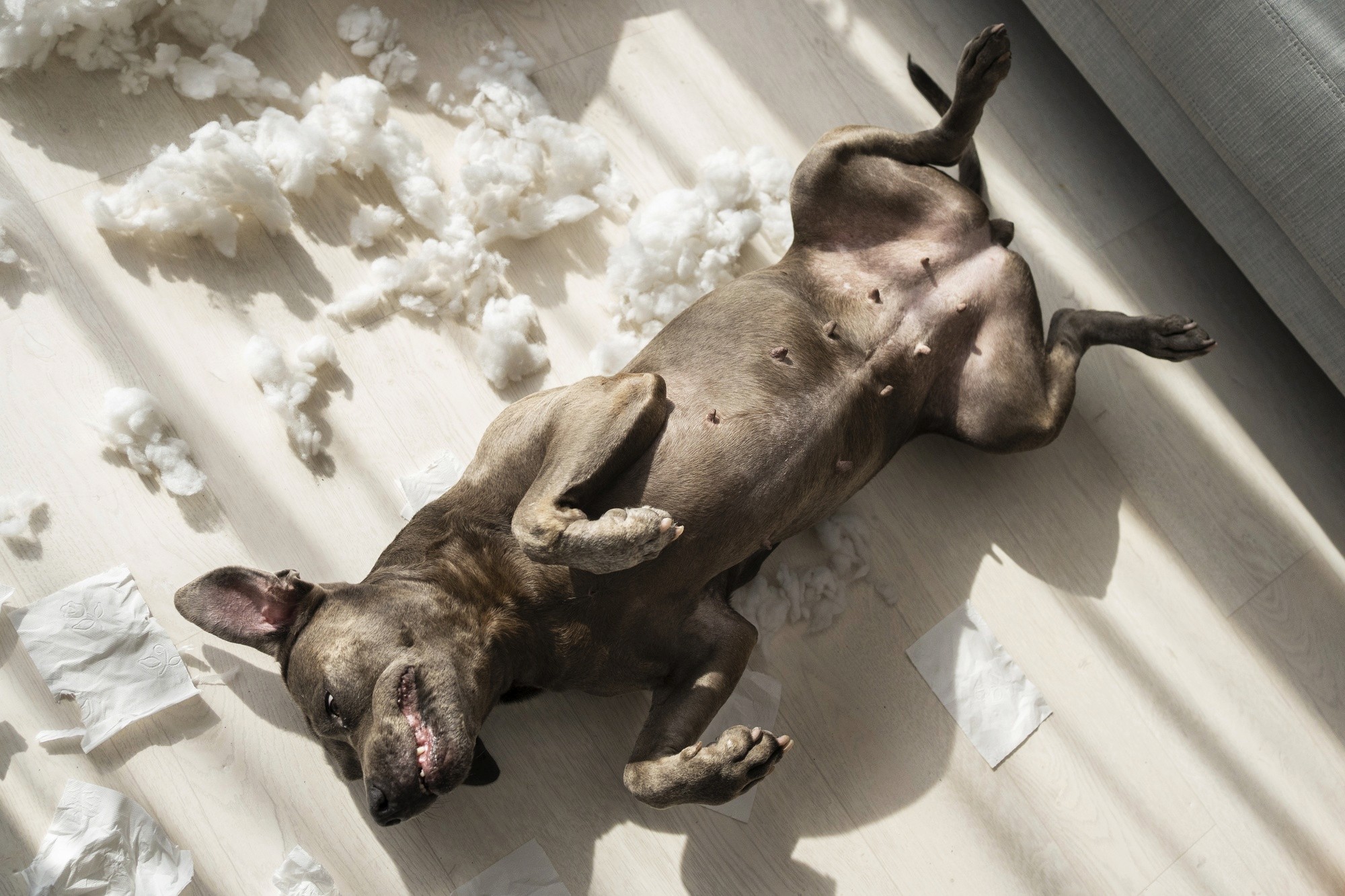 Pet mess spread across a flat living room floor in a Brisbane home — proper floor levelling makes clean-ups quick and stress-free.