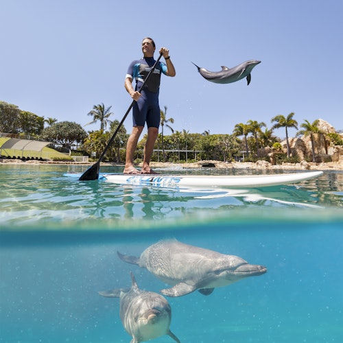 Een man die aan het peddelsurfen is op helderblauw water, terwijl een dolfijn in de lucht springt en twee dolfijnen onder water zwemmen, met een tropische achtergrond.