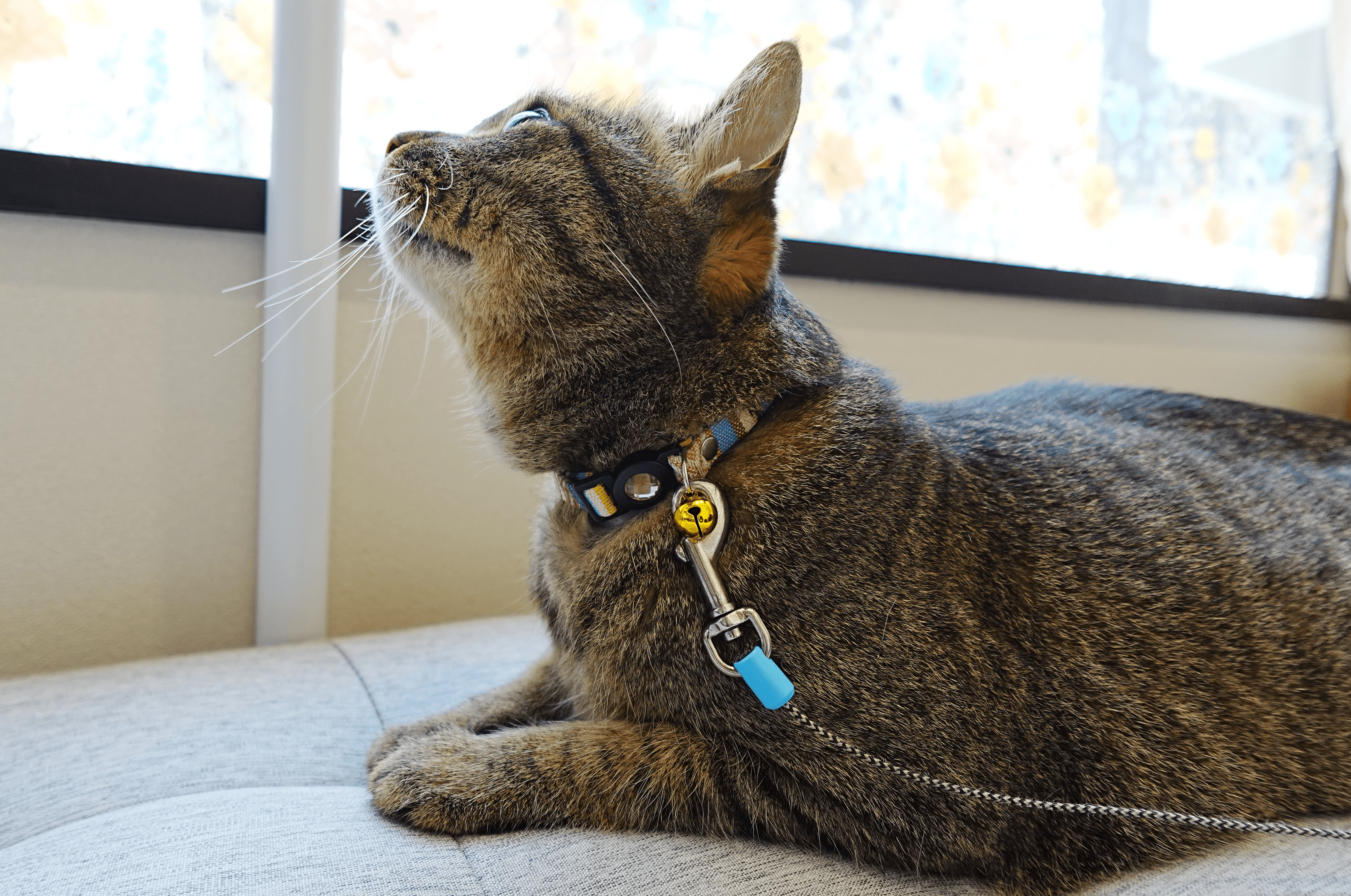 猫専用待合診察室完備｜動物病院Peco高輪台【高輪台・白金・白金高輪の