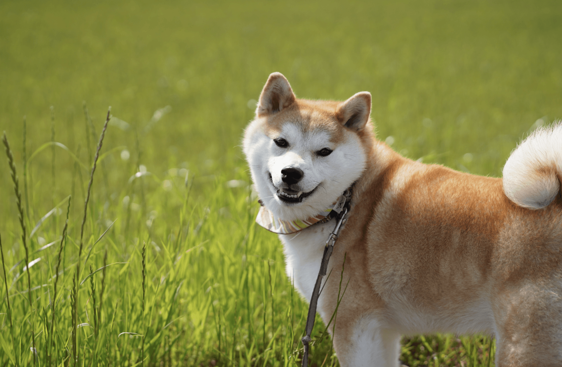 犬の食物アレルギーを理解する:診断と治療ガイド
