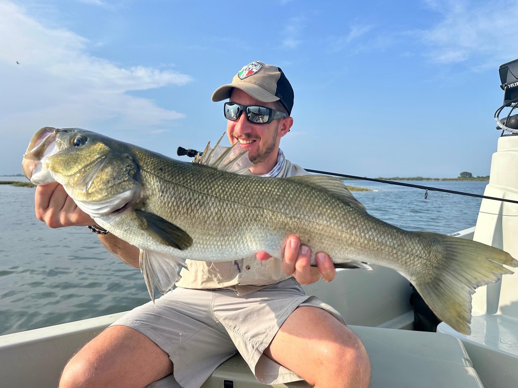 Catch and release of a trophy breeding Sea Bass exceeding 5kg in Grado, Italy.