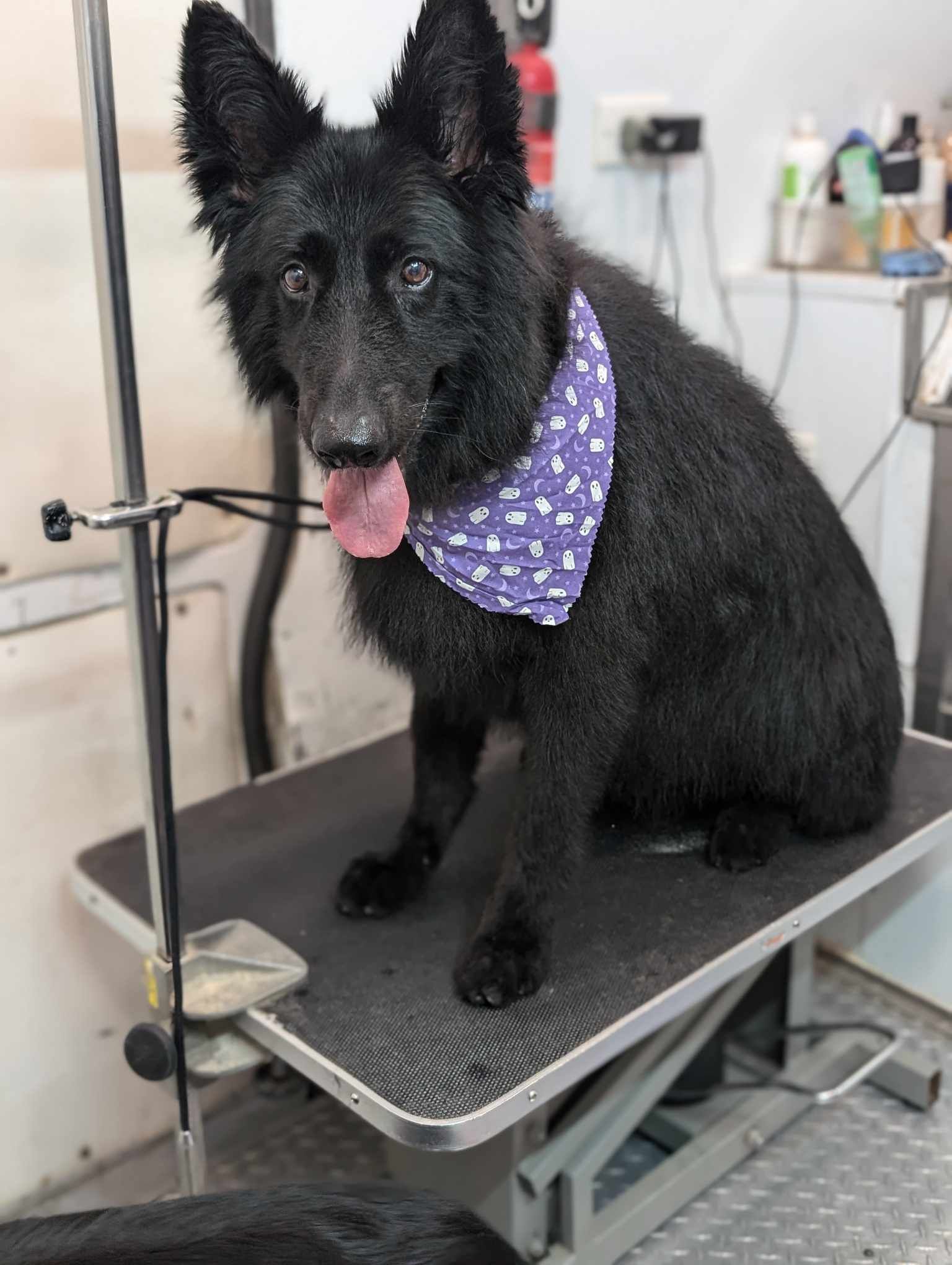 Extra Large Dogs Grooming Gallery Of Photos - Wags To Riches Dog Grooming