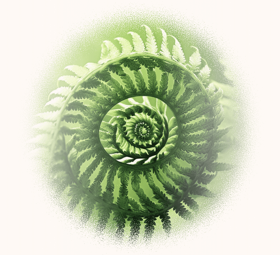 Fern branch that sprials inward