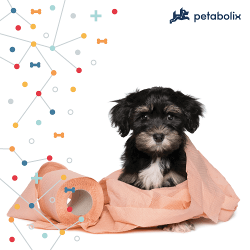Urinary and Kidney Health in Dogs | Explained by a Vet