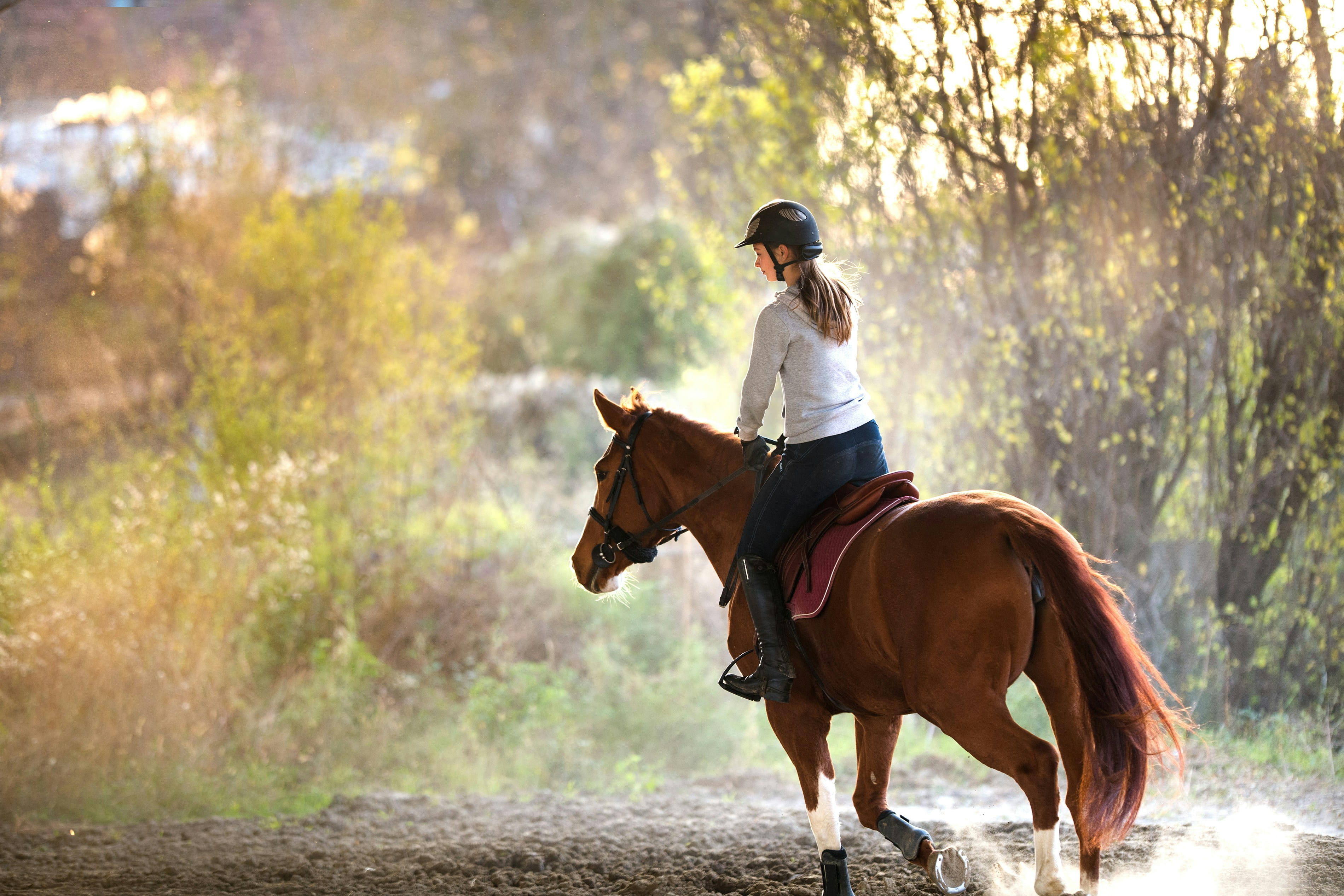 Stable Grazer resource thumbnail