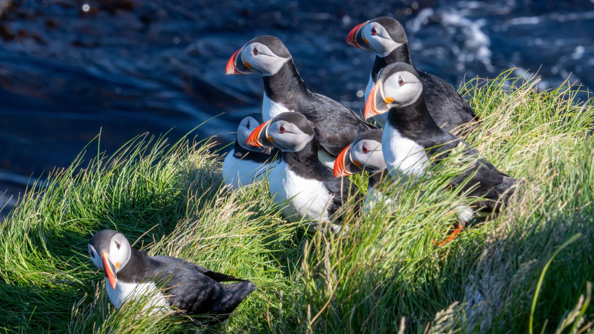 Látrabjarg is one of the most famous puffin watching spots in Iceland. 