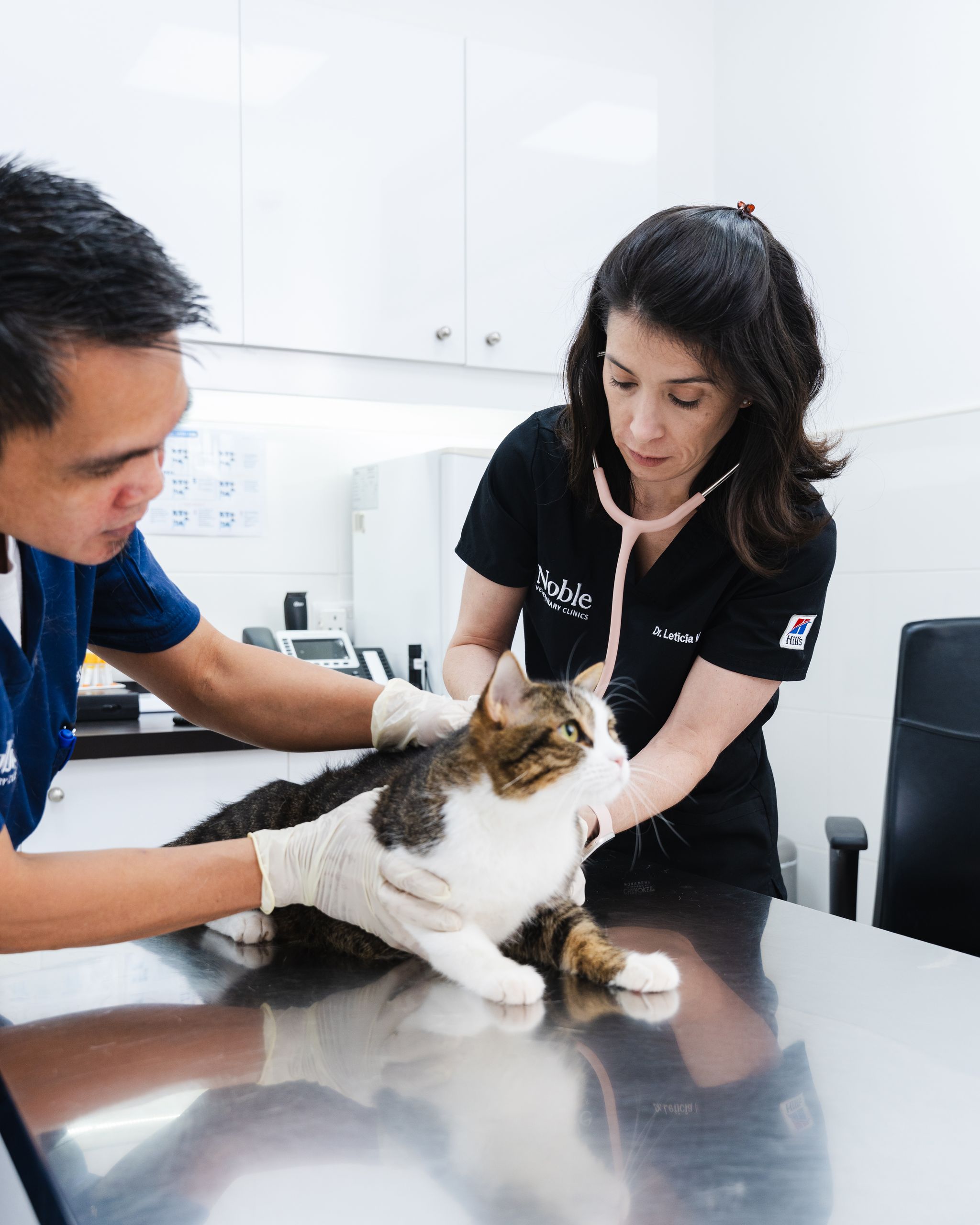 Two veterinarians are checking a cat's condition after eating yogurt.