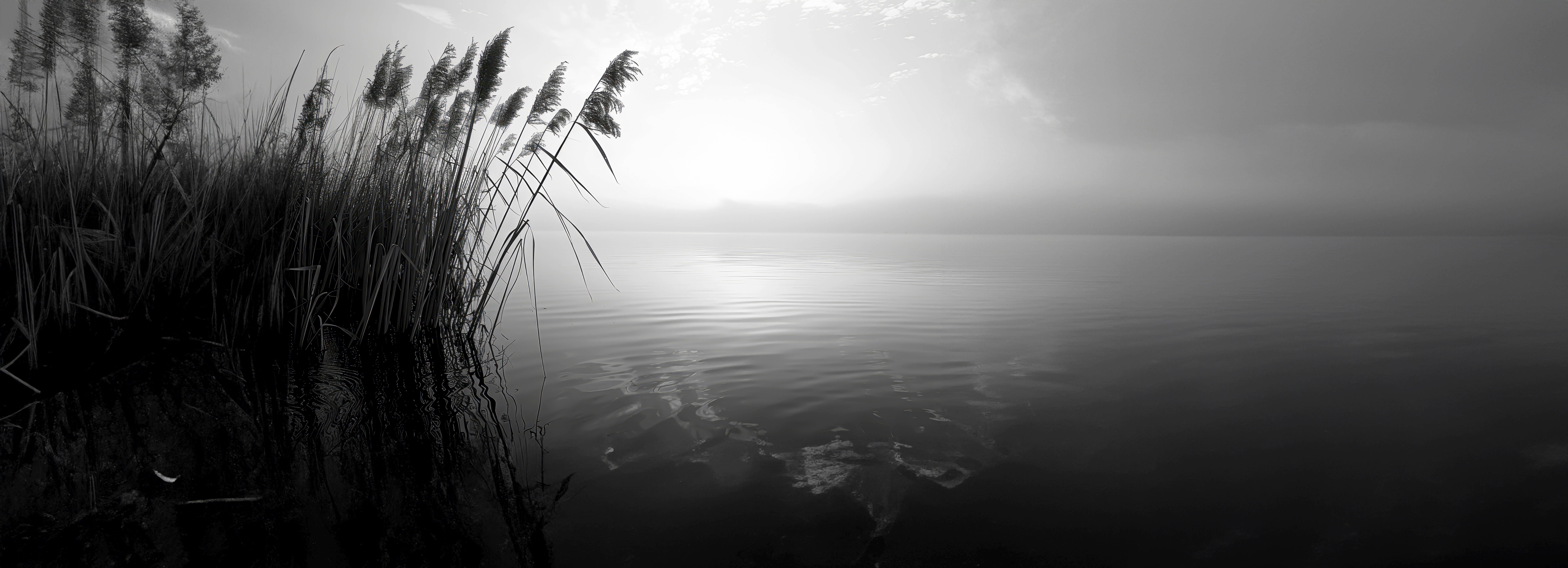 Black and white shot of tall grasses silhouetted against a foggy body of water.