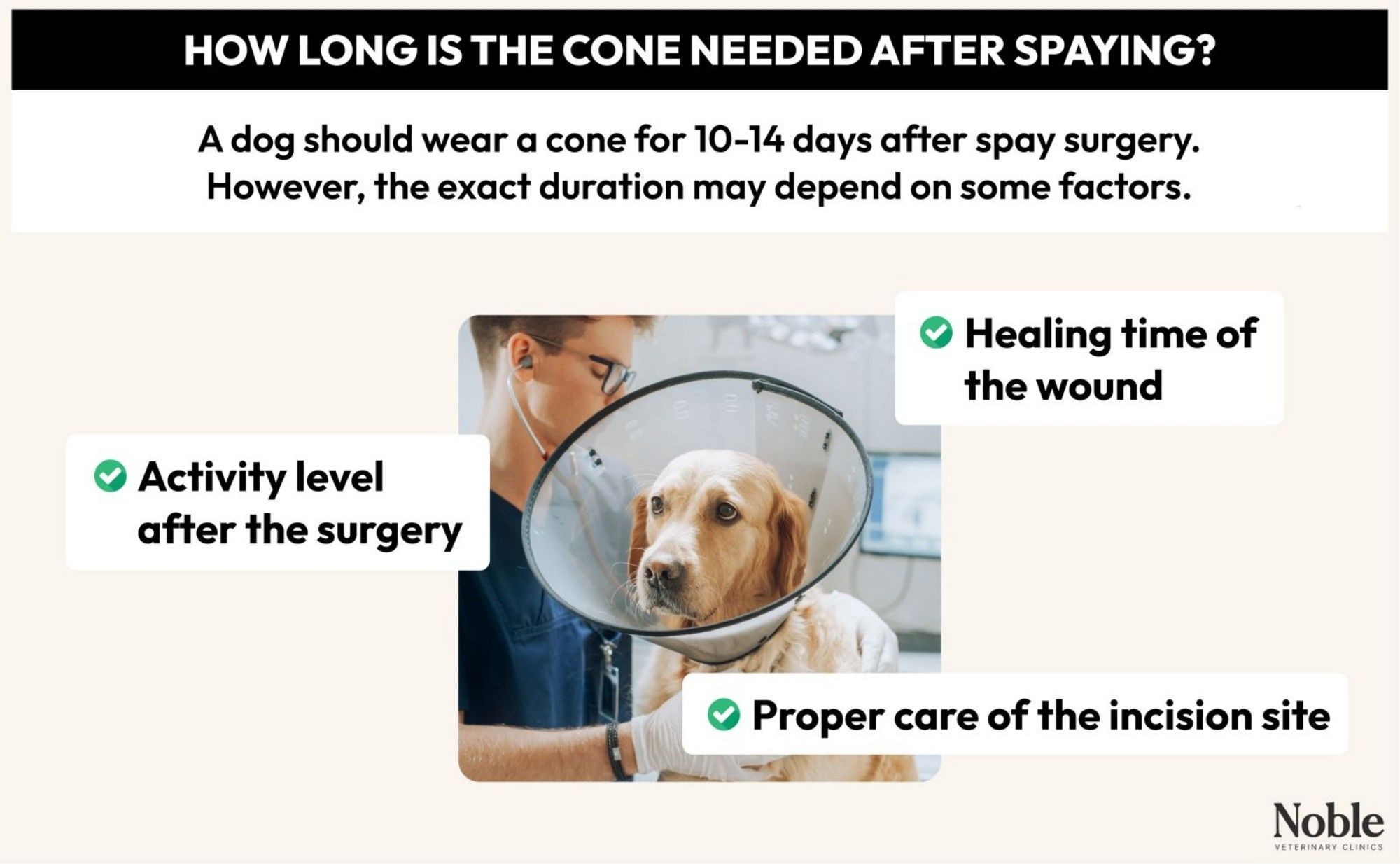 An infographic showing how long a dog must wear a cone after spaying and the factors that affect the longevity of wearing it.