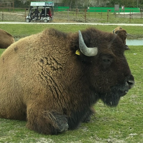 Buffalo