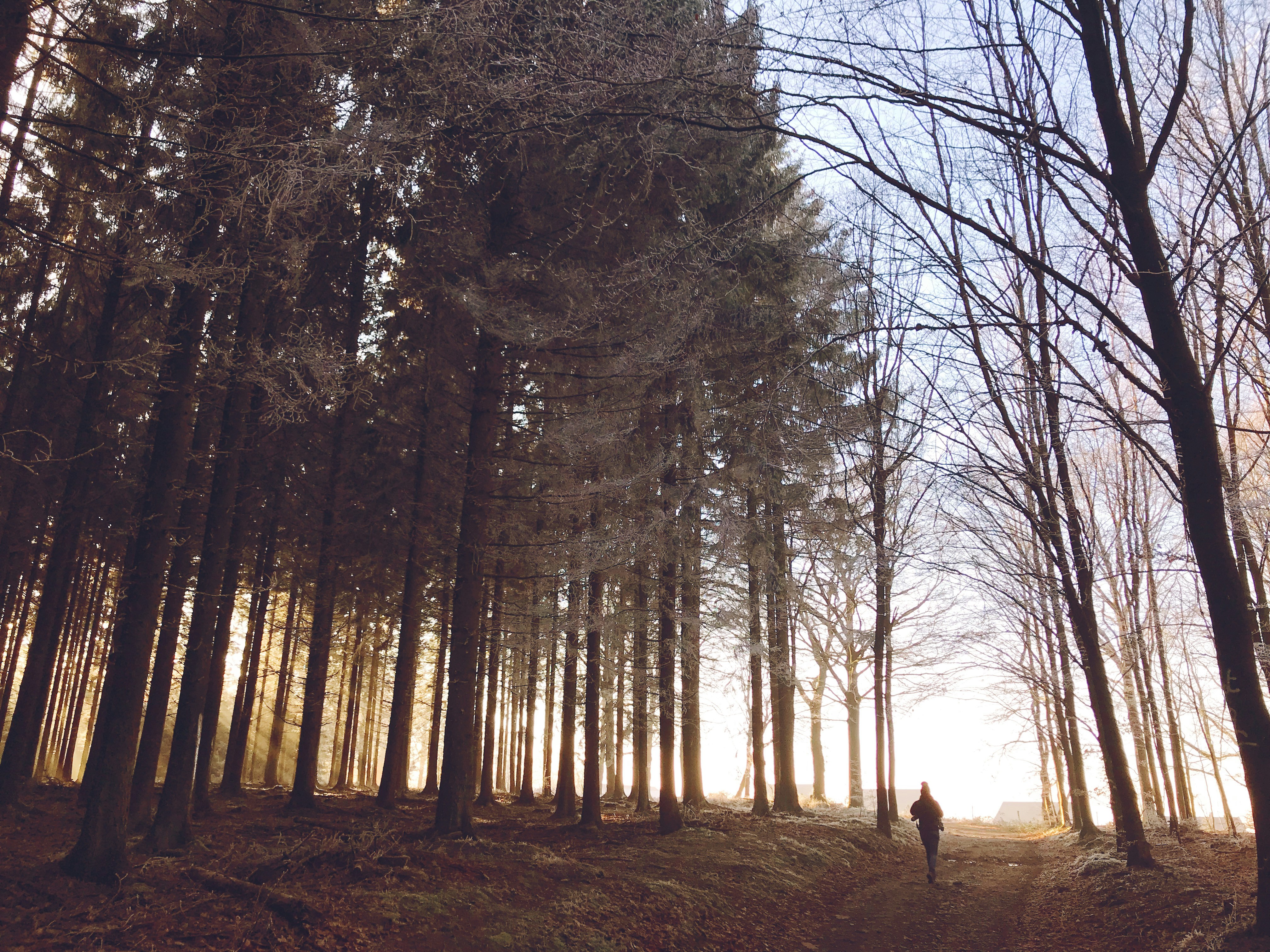 Morning Light Tips