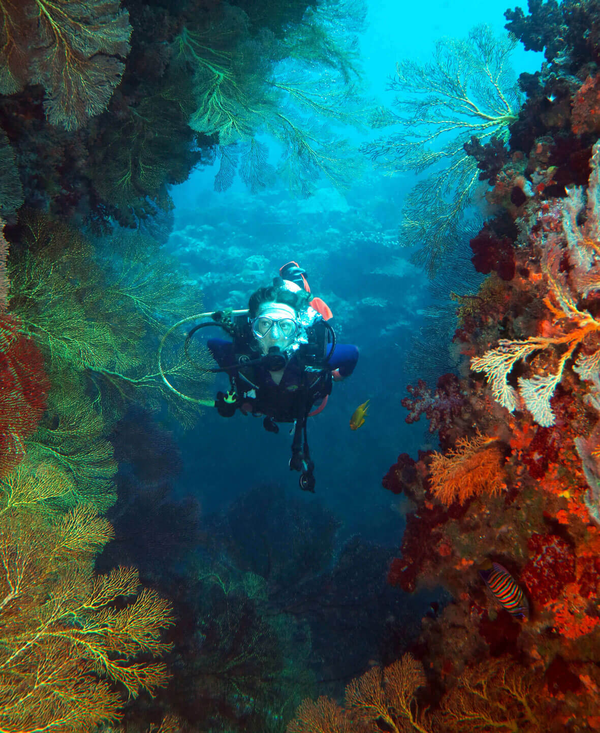  A scuba diver swims past colorful corals in Fiji coastline