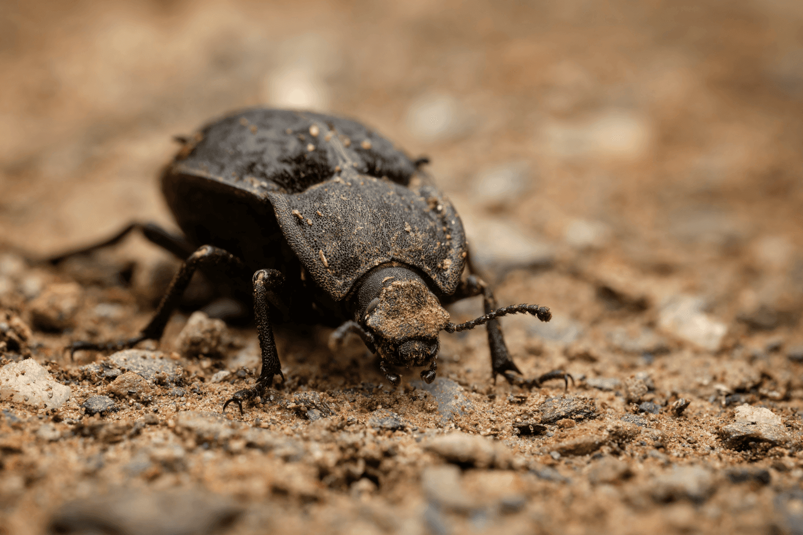 cover-fluid-attacks-2026-gartner-voice-of-the-customer-ast (https://unsplash.com/photos/black-beetle-on-brown-soil-in-macro-photography-during-daytime-NkUuUEdqbpM)