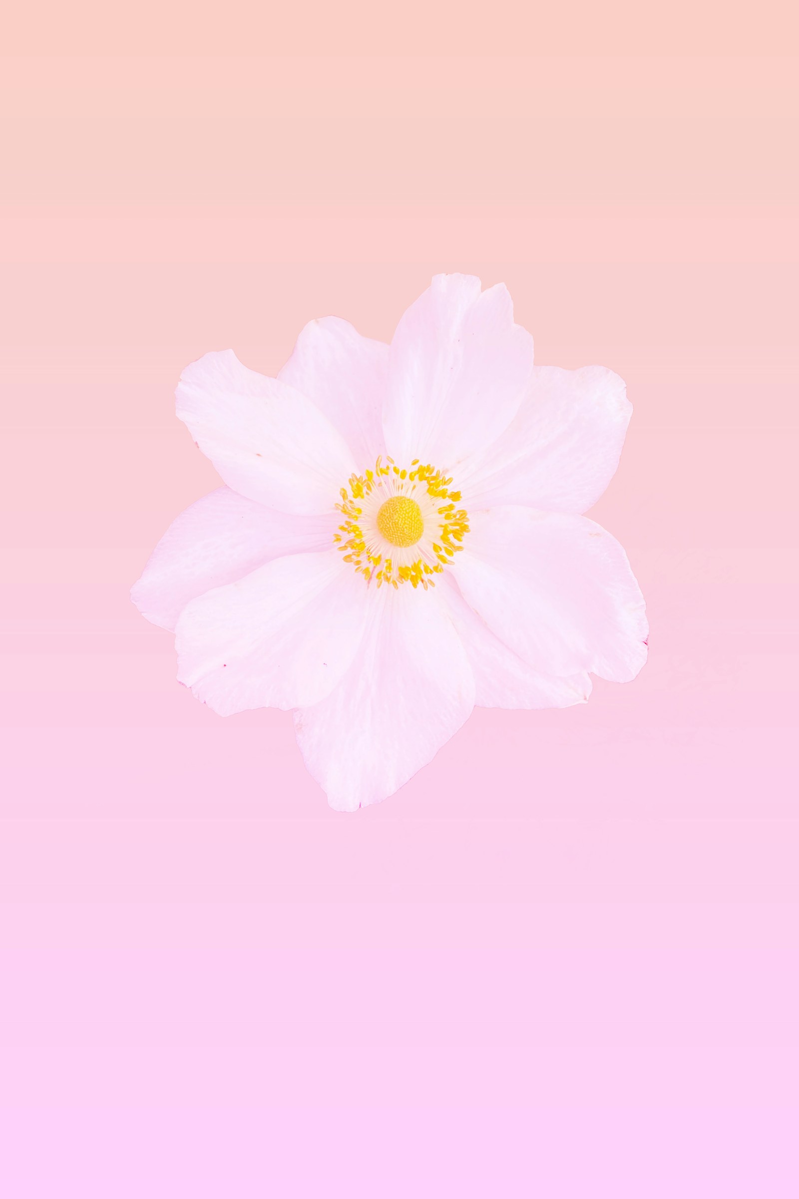 A white anemone on a pink background