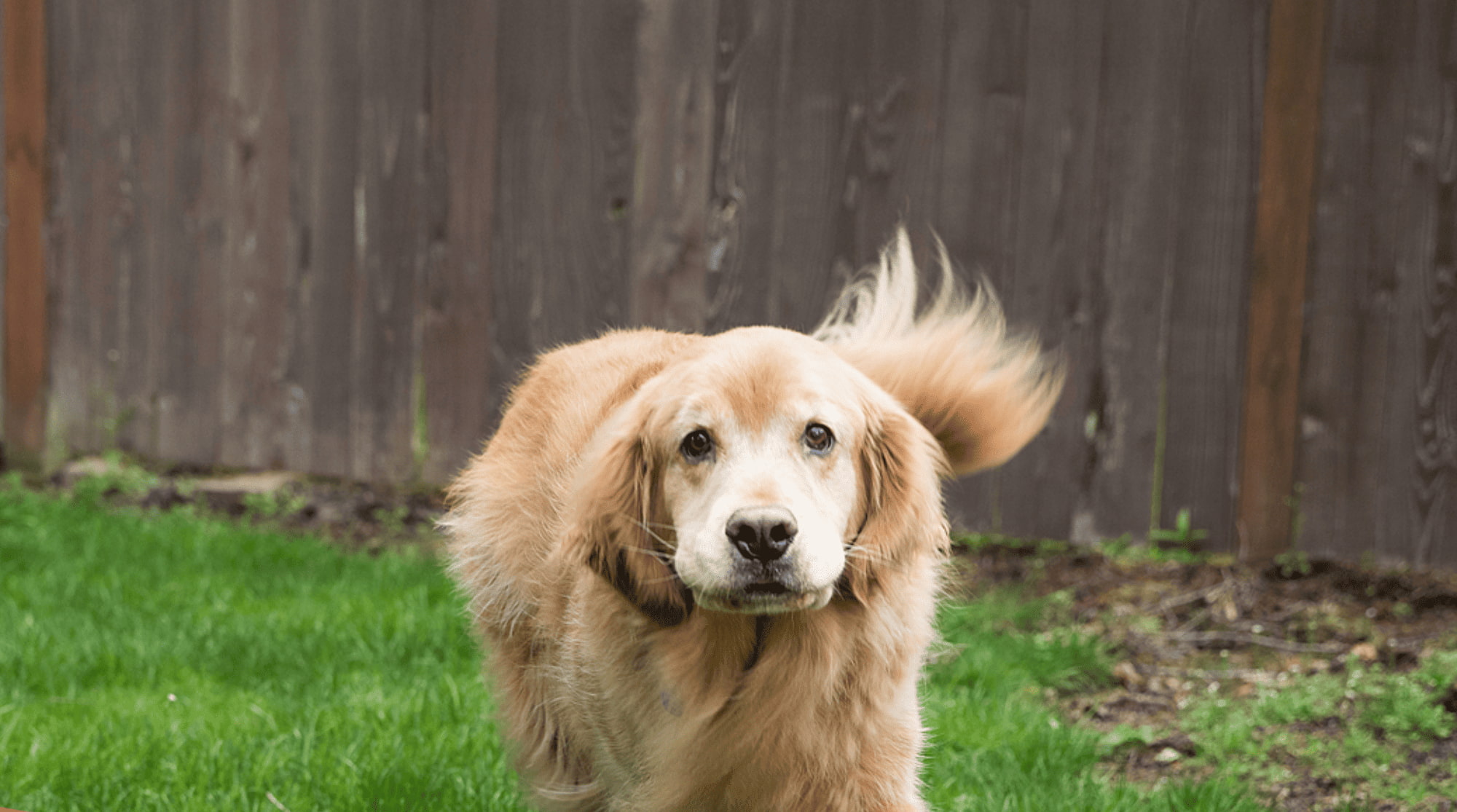 A cream-colored dog is playing outside in the green grass.