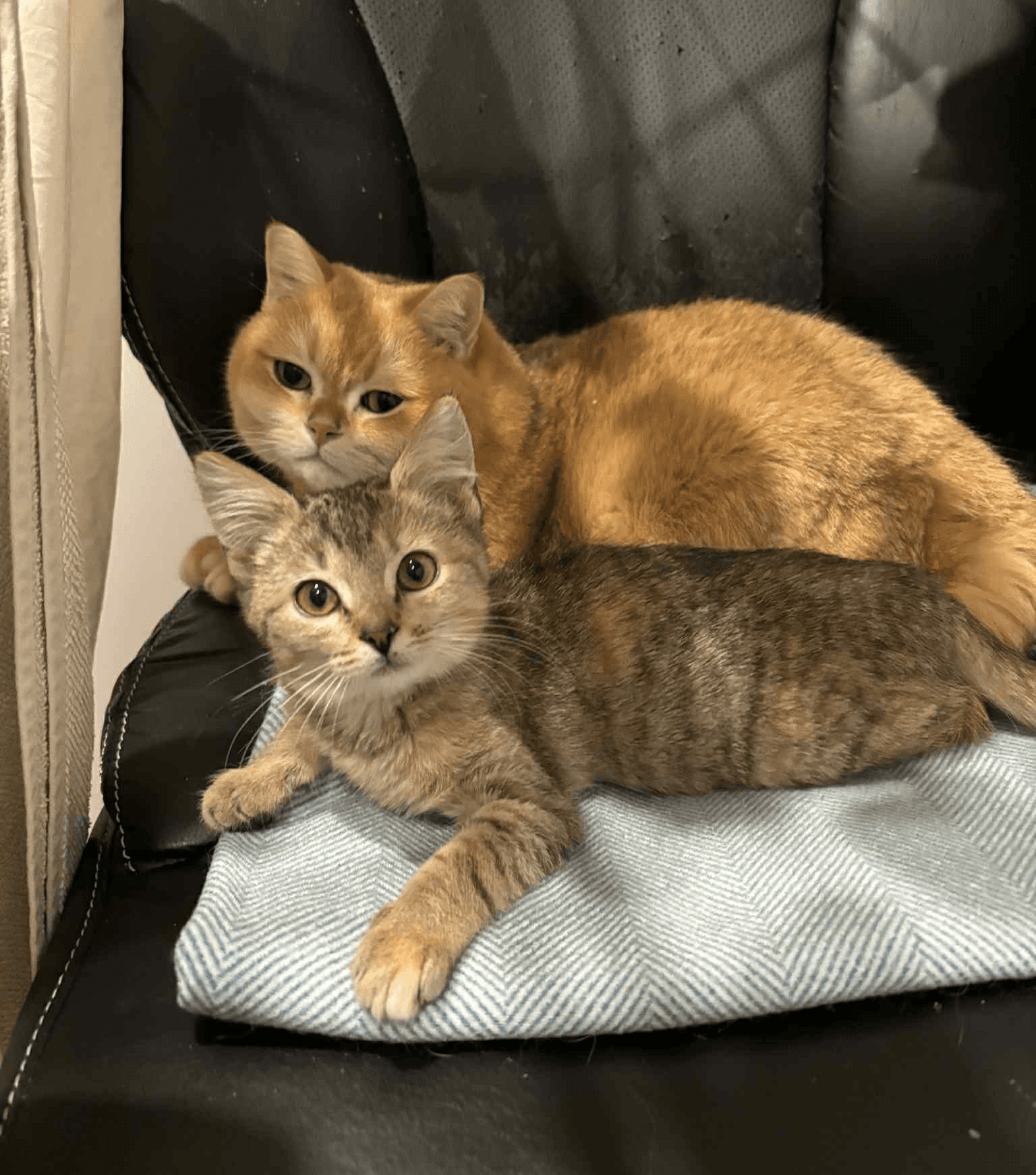 Two gold wedding rings rest atop a soft, textured fabric with a subtle pattern. The rings shine under gentle light, evoking themes of love and commitment.