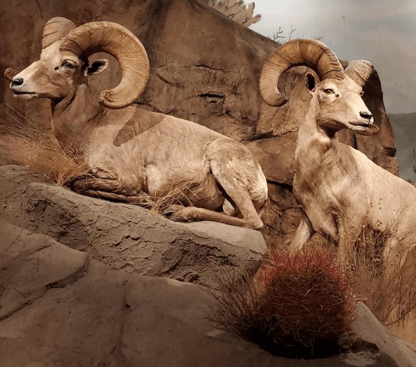 A life-sized goat replicas of African animals in the African Savanna exhibit.