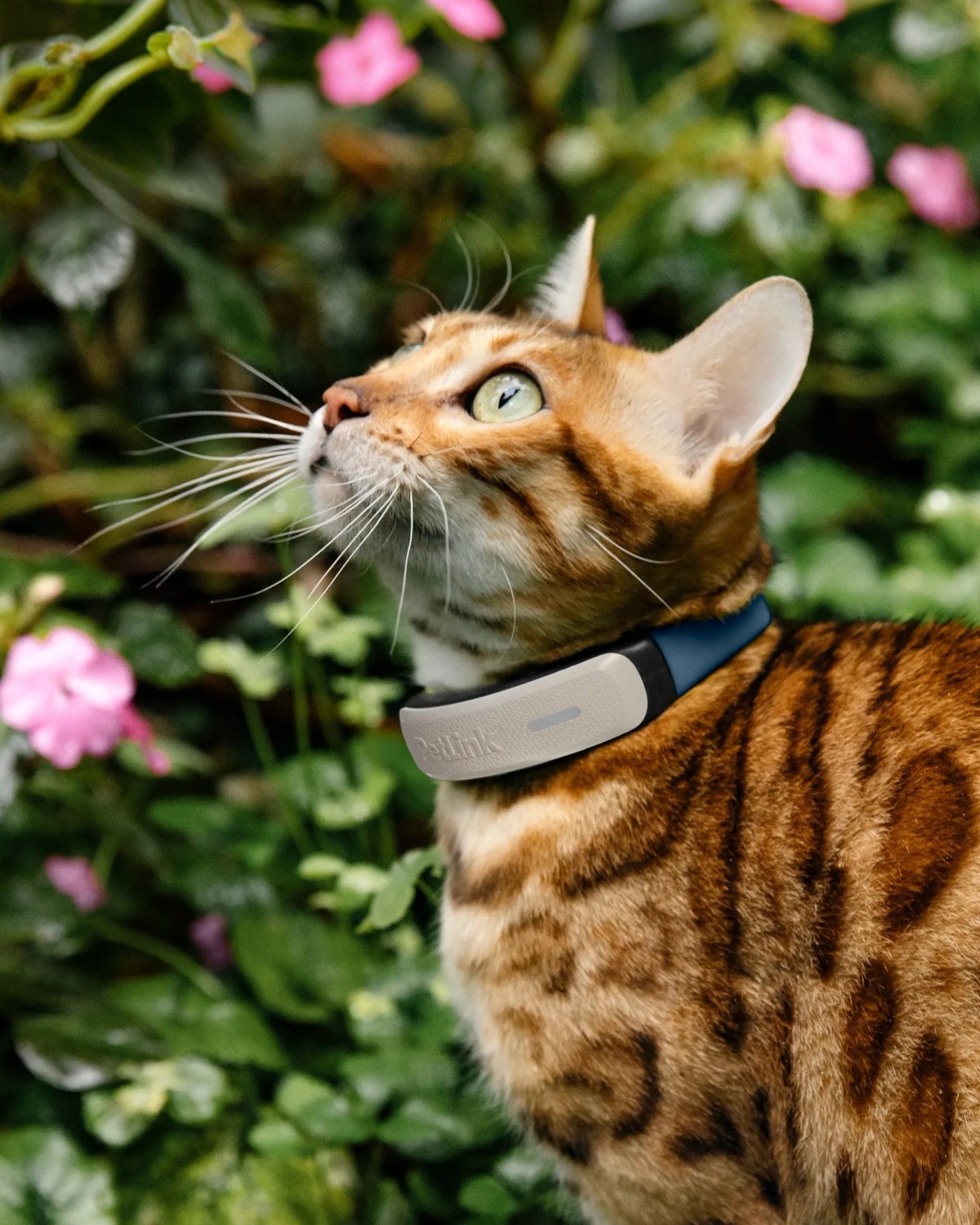 Cute cat wearing a PetLink GPS tracker