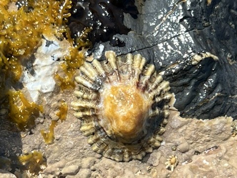blue sky and white clouds over the sea