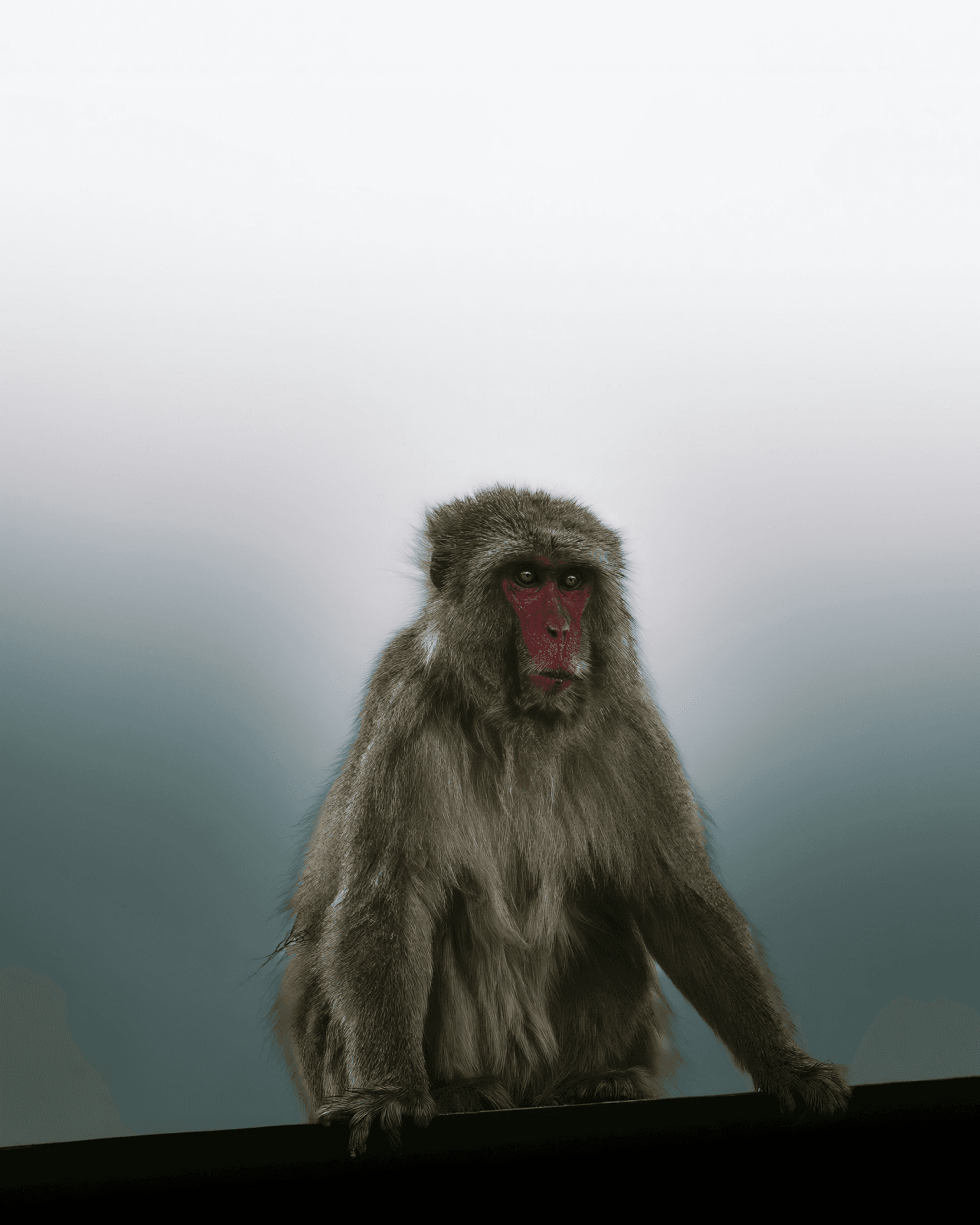 baboon