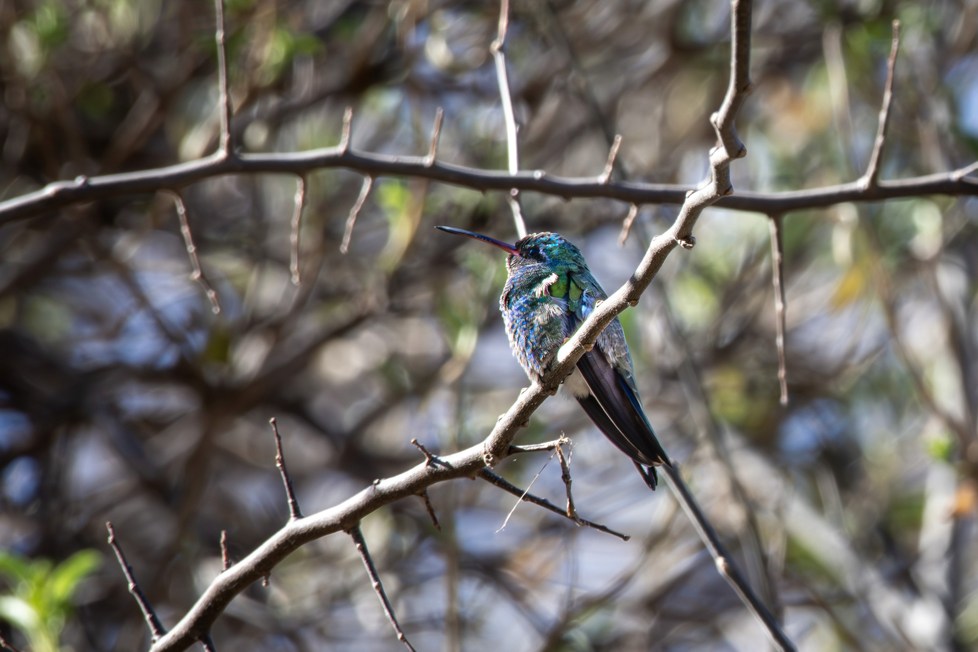 A broadbilled hummingbird perched on a spiky branch