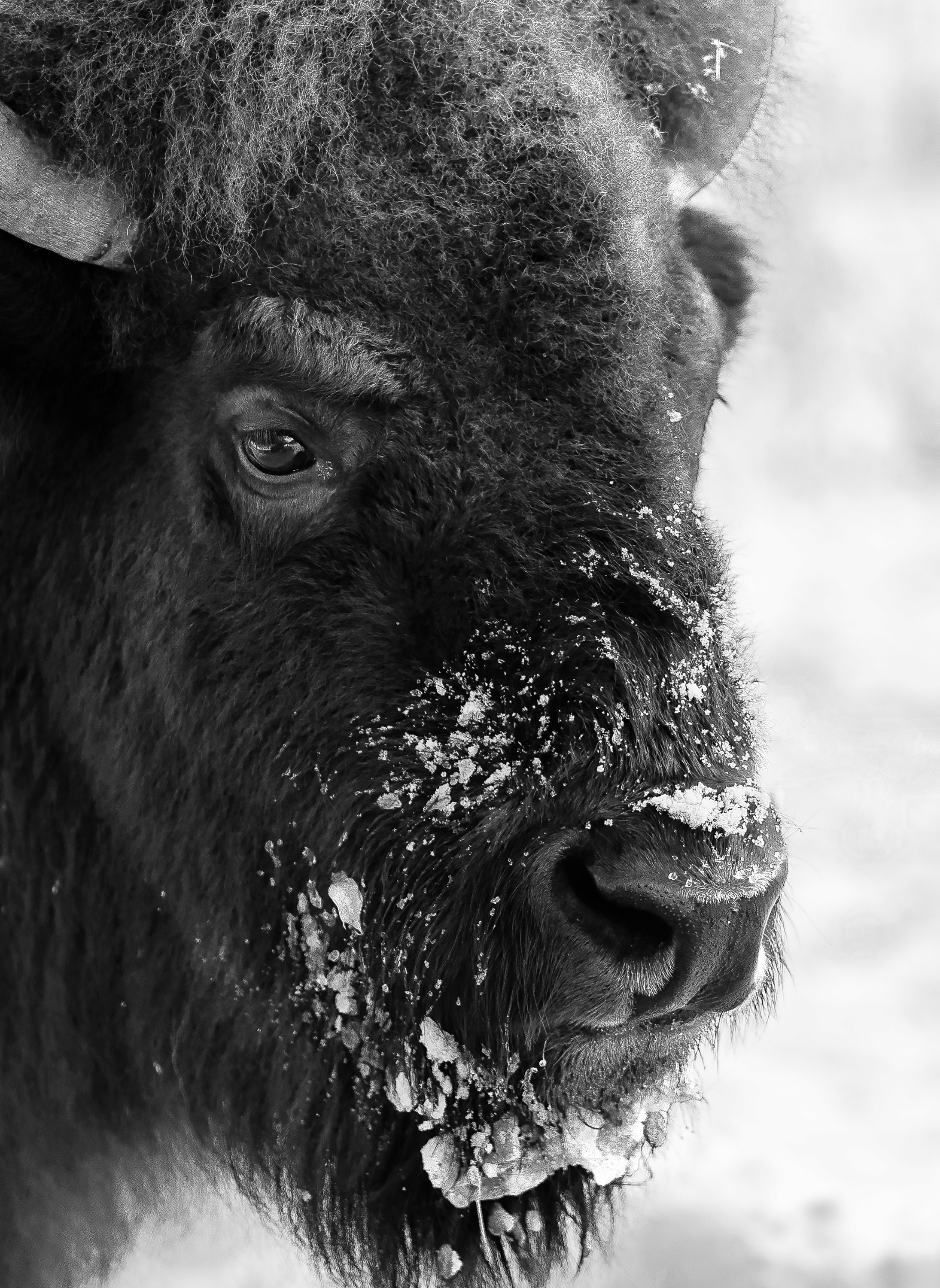 Winter Gaze