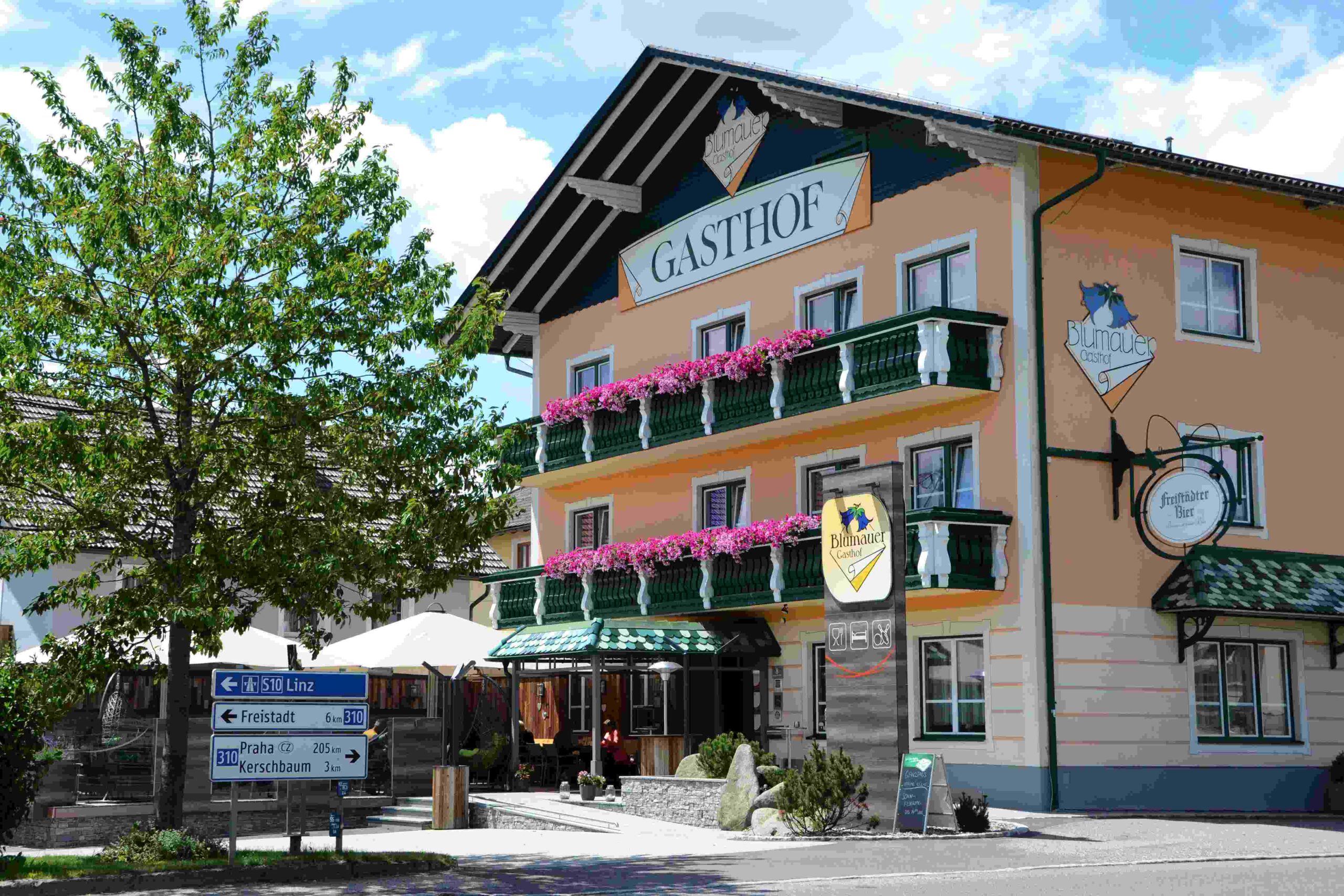 Close-up of lush, dark green leaves, some glossy and wet, against a muted background.
