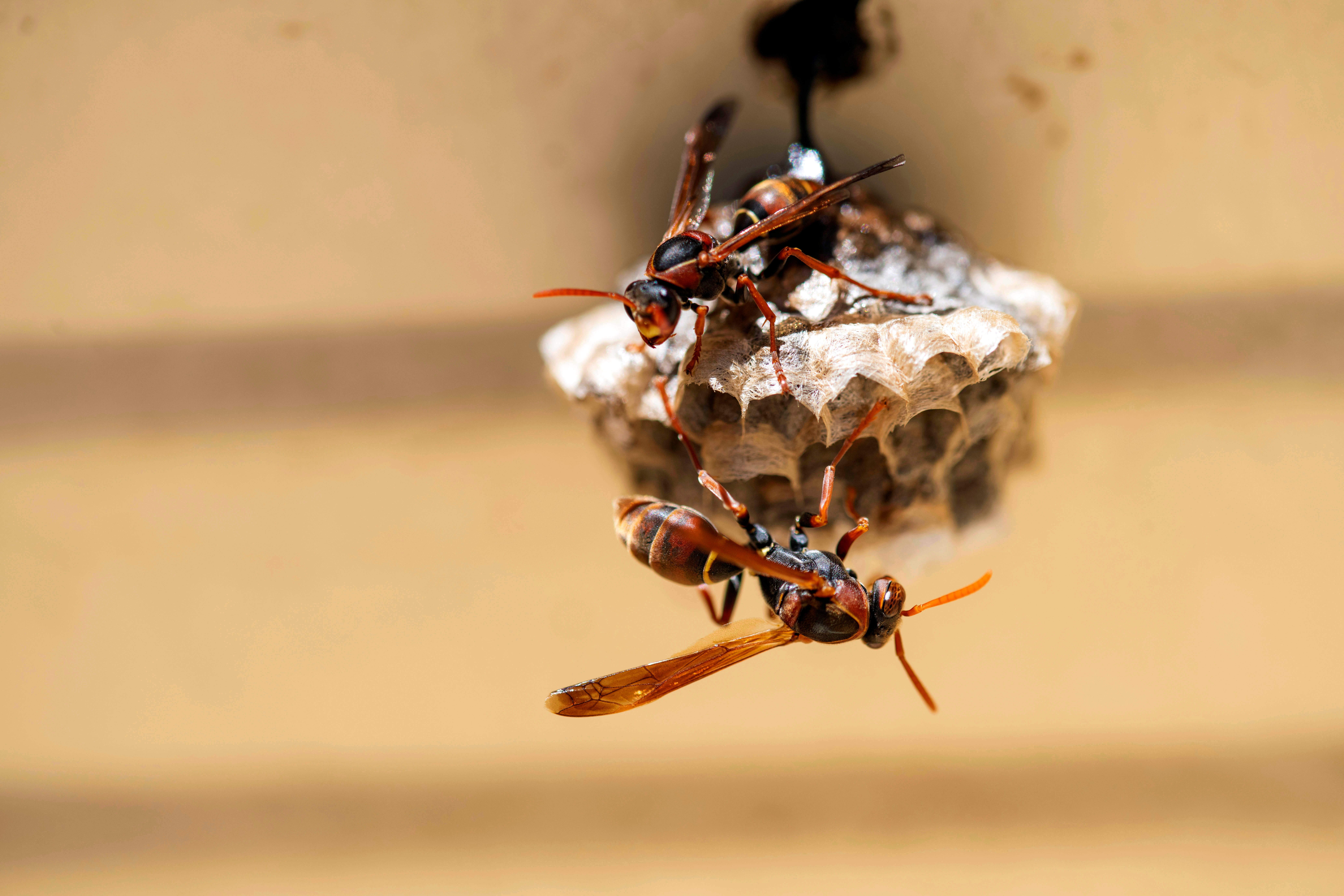 Australian Paper Wasp (Polistes humilis) building nest on the surface of a house