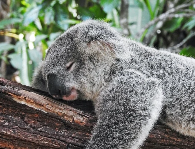 A koala asleep in a tree.