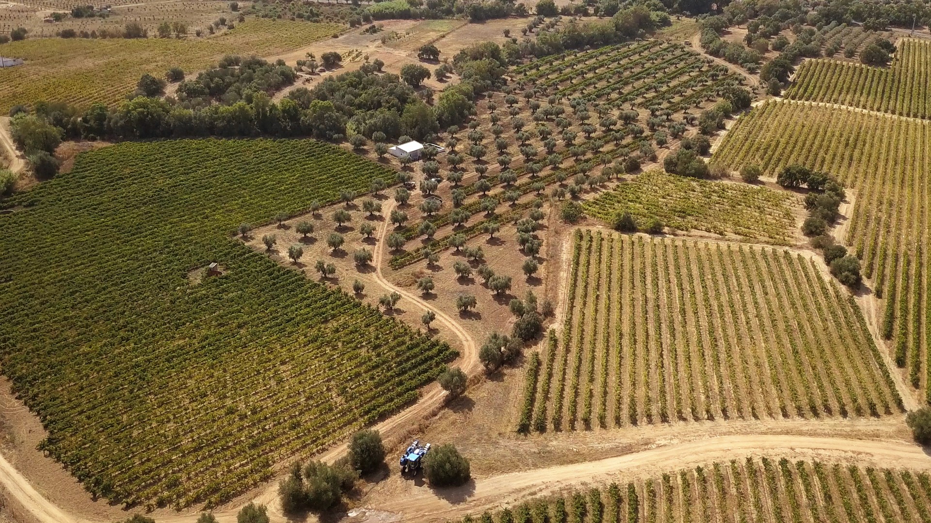 Professional brand aerial drone video showcasing Honrado Vineyards harvest